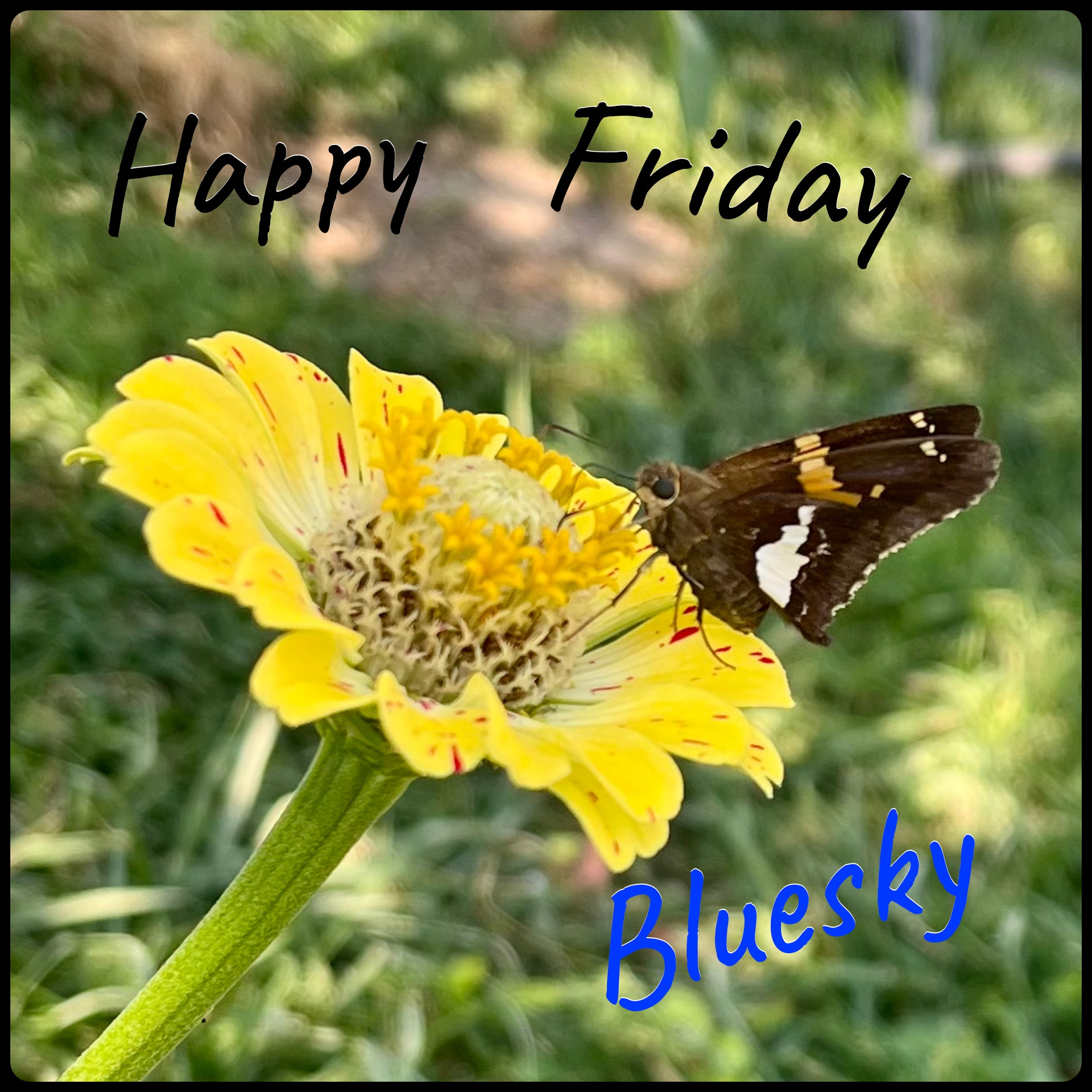 A yellow zinnia flower with a brown orange and white butterfly sitting on it. It says happy Friday blue sky.