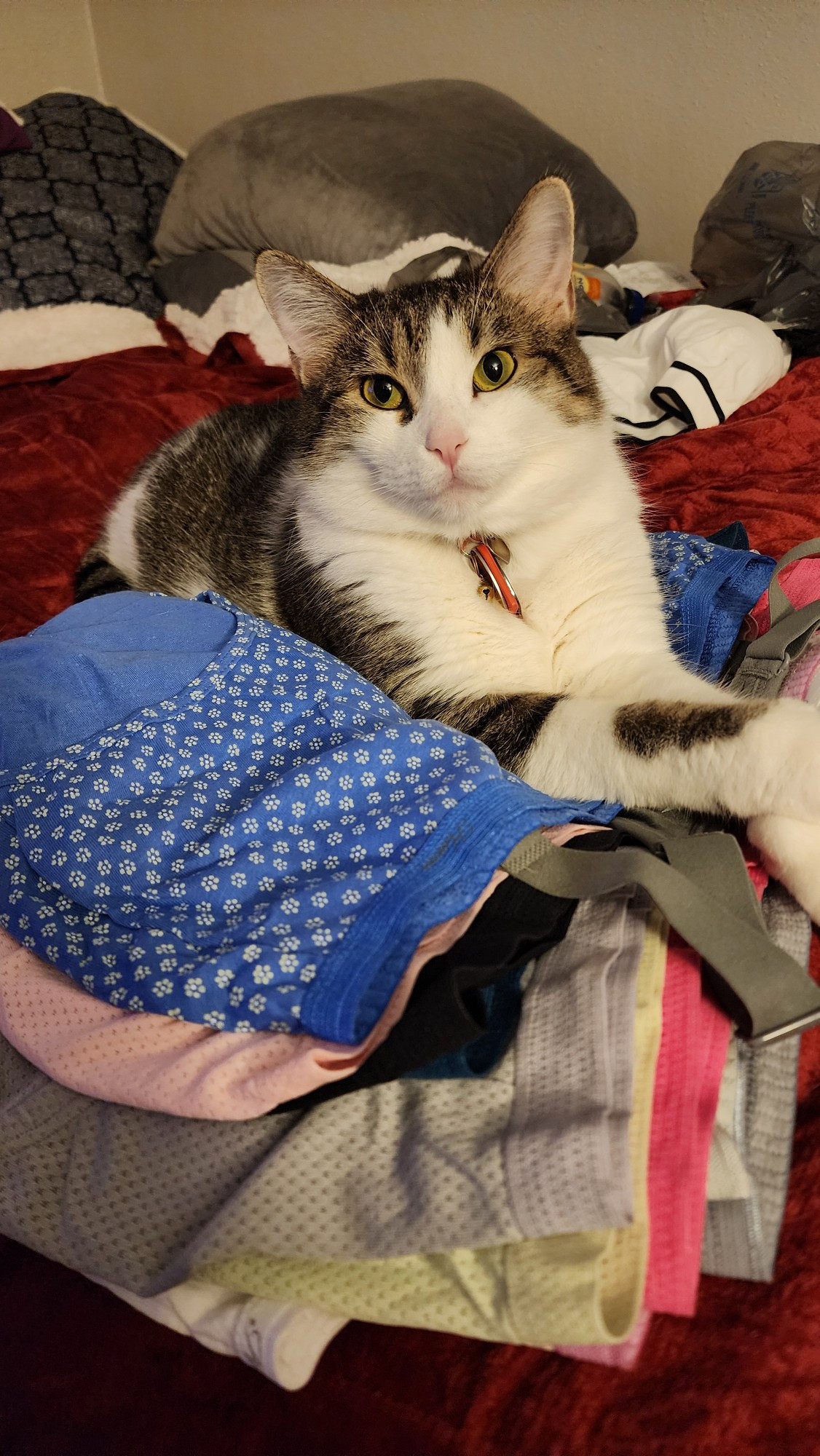 A cat lying on a pile of laundry