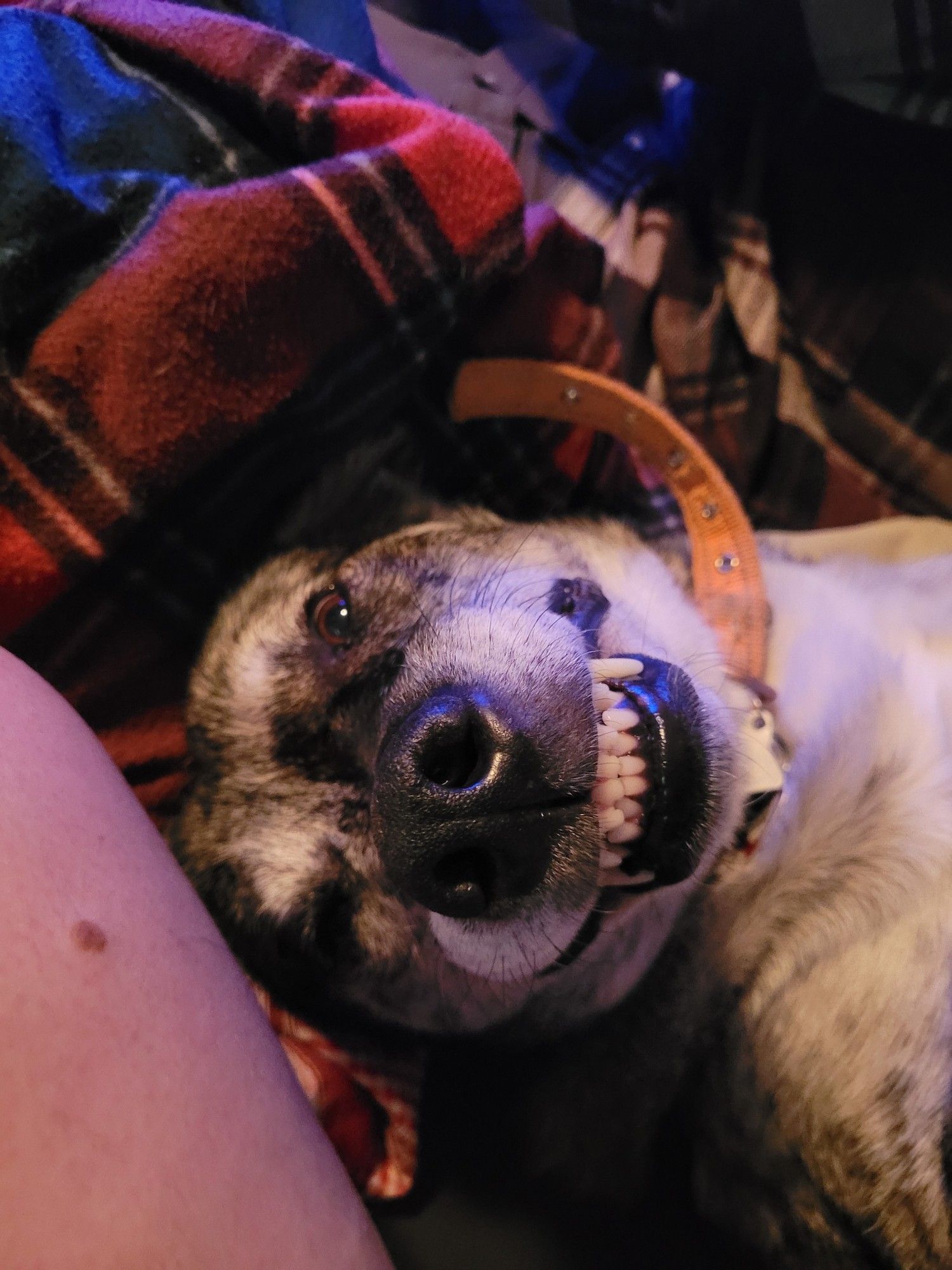 Ripley the dog showing you her teef