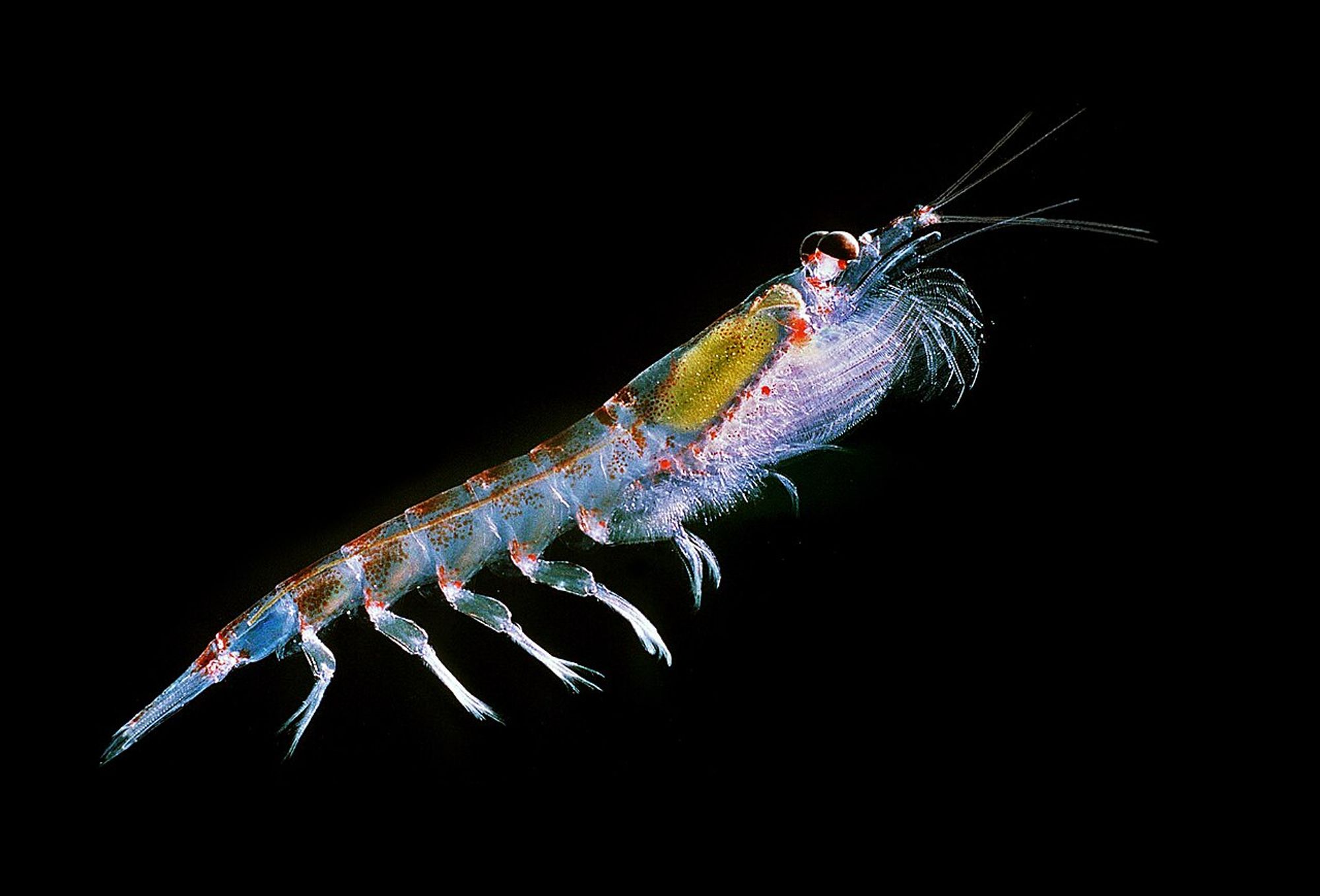 Antarctic krill Euphausia superba. In natural hovering position - the red organs produce the bioluminescence - the hepatopancreas is filled with green phytoplankton, the food of krill, the straight gut in the back is filled with the empty shells of phytoplankton - in the front you see the compound eyes
https://en.wikipedia.org/wiki/Antarctic_krill#/media/File:Antarctic_krill_(Euphausia_superba).jpg