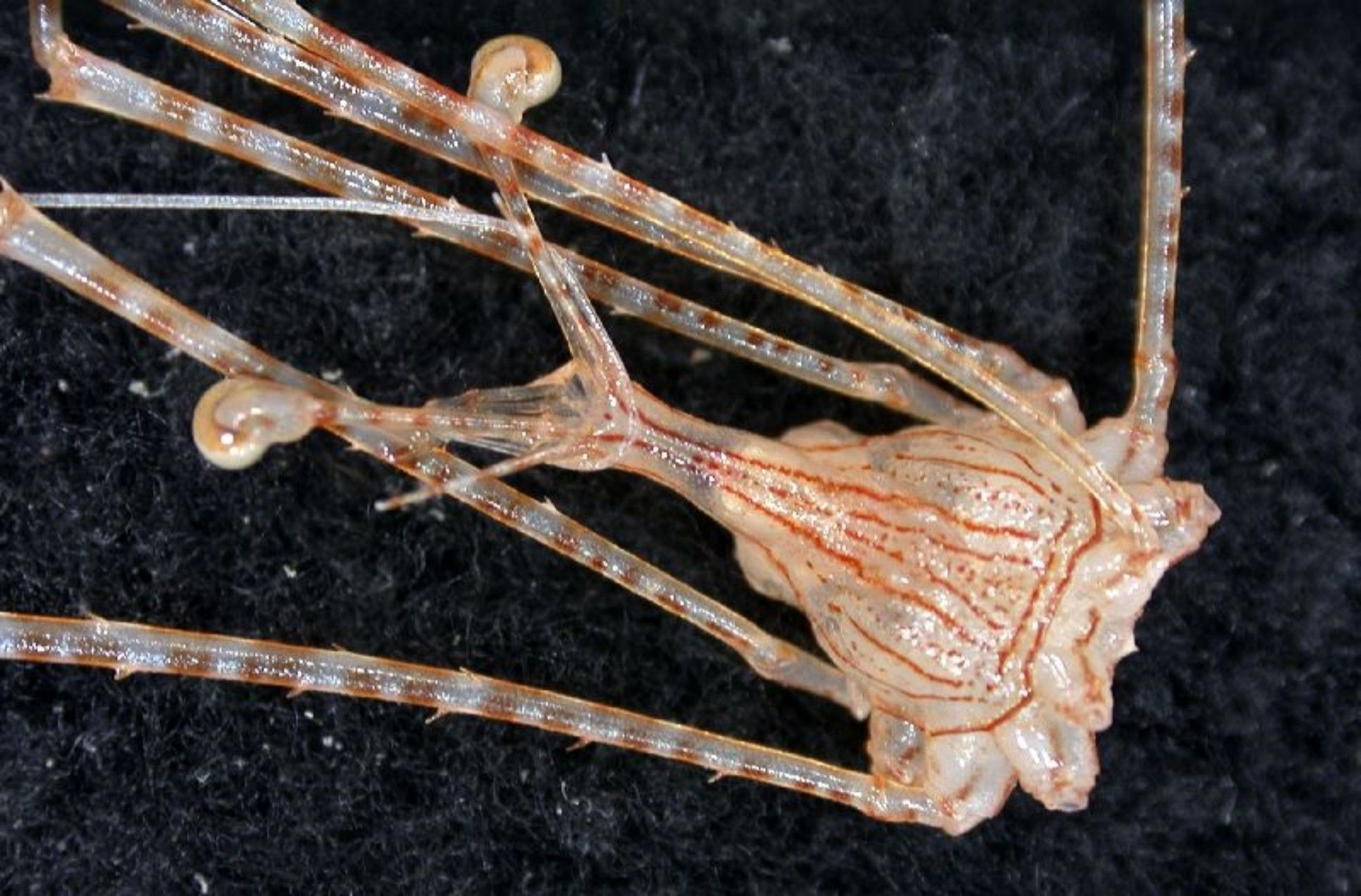 Close up of museum specimen of Latreillia pennifera. Crab with long spindly legs partly in view, eyes look like aliens on long stalks that are themselves on a necklike extension of the carapace