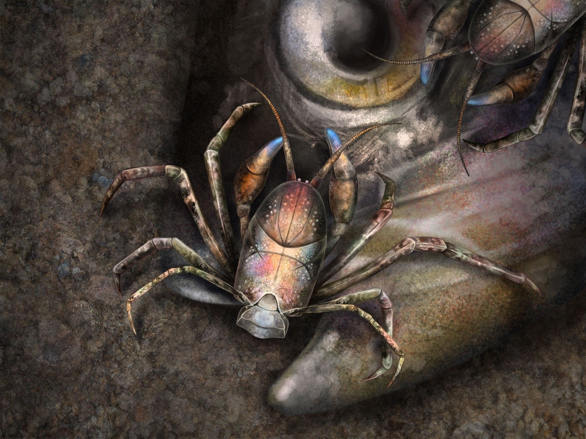 Eoprosopon (the earliest true crab) reconstruction by Franz Anthony

Aka Jurassic crab