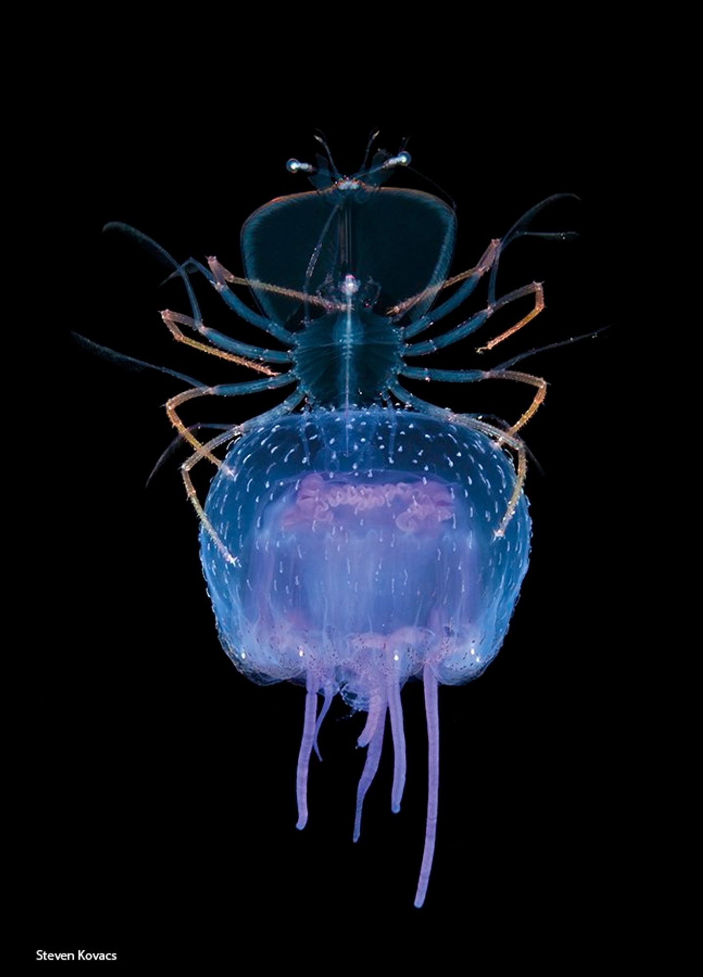 Phyllosoma (larval stage of a spiny or slipper lobster) riding a jellyfish in Kona, Hawaii. It is transparent with a broad flat head shield, and long long limbs (neither of which are so extreme in the adult). Photo by Steven Kovacs
https://twitter.com/ngfl3333/status/1567251570454151170