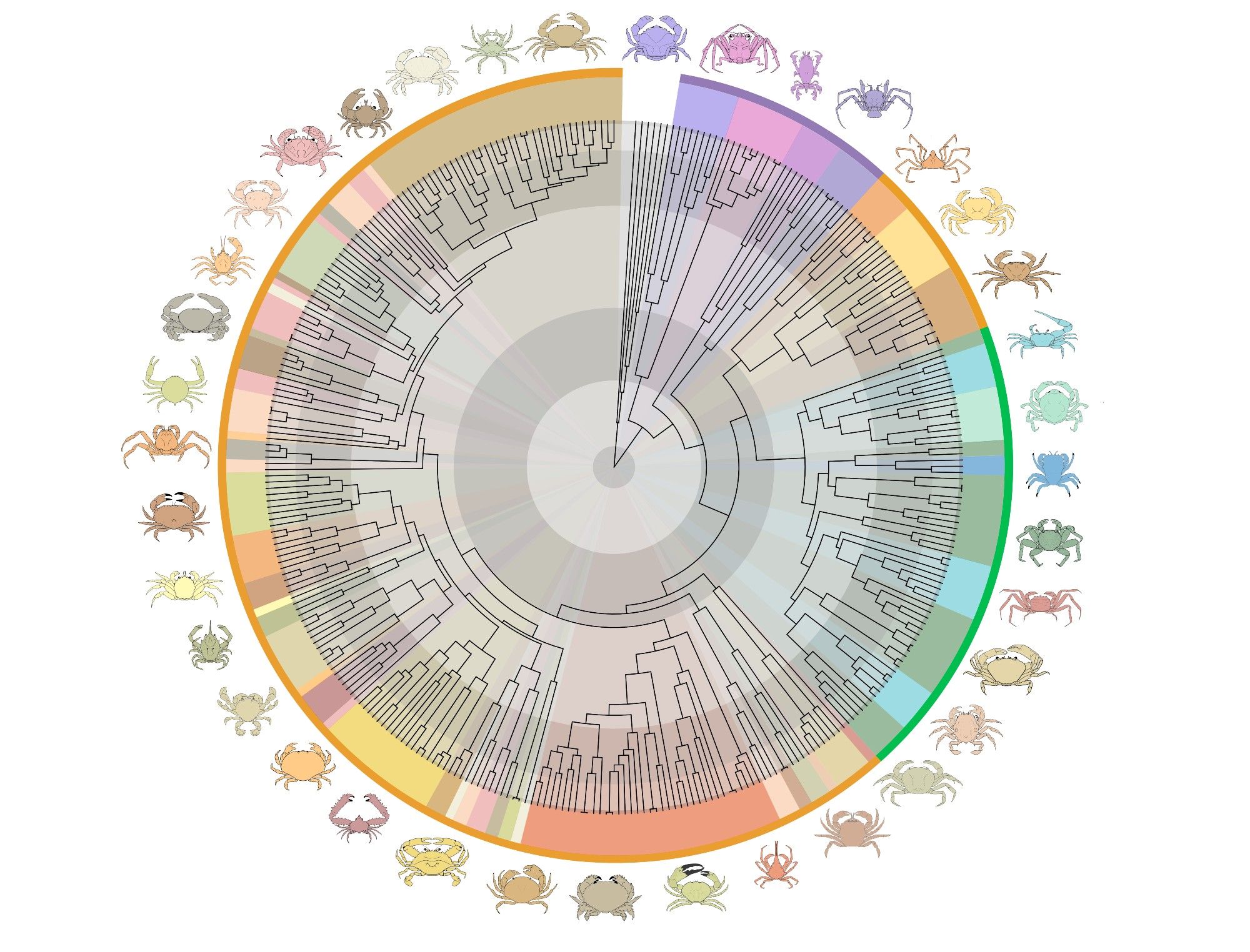 Circular timetree of crabs with pie slices colored by superfamily (Figure 2 in the paper). Simplified version with no text/labels. Line drawings of crabs arranged around the perimeter like a zodiac, with colors matching the superfamily pie slice.
Figure by me, drawings by Harrison Mancke and Javi Luque