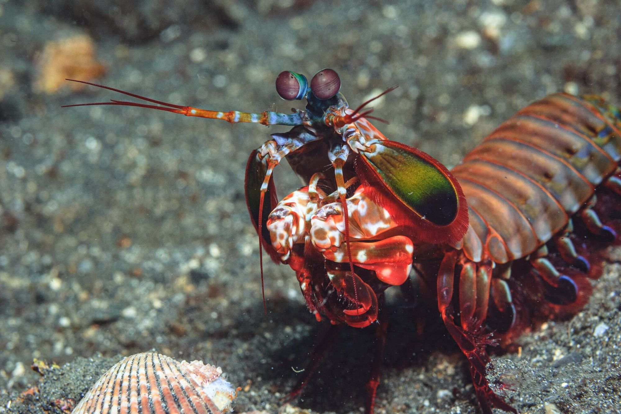 Anterior/partial lateral view of the peacock mantis shrimp Odontodactylus scyllarus. You can see its antennules outstretched as though to give you a big hug. Purple eyes inquisitively looking at you. Antennal scale in deep green fringed in red. Smashing dactyls in mottled red and white. The body recedes to the right side of the image with the swimming appendages fringed in blue.

photo by Arkadiy Almendieiev
https://inaturalist.ca/observations/137837194