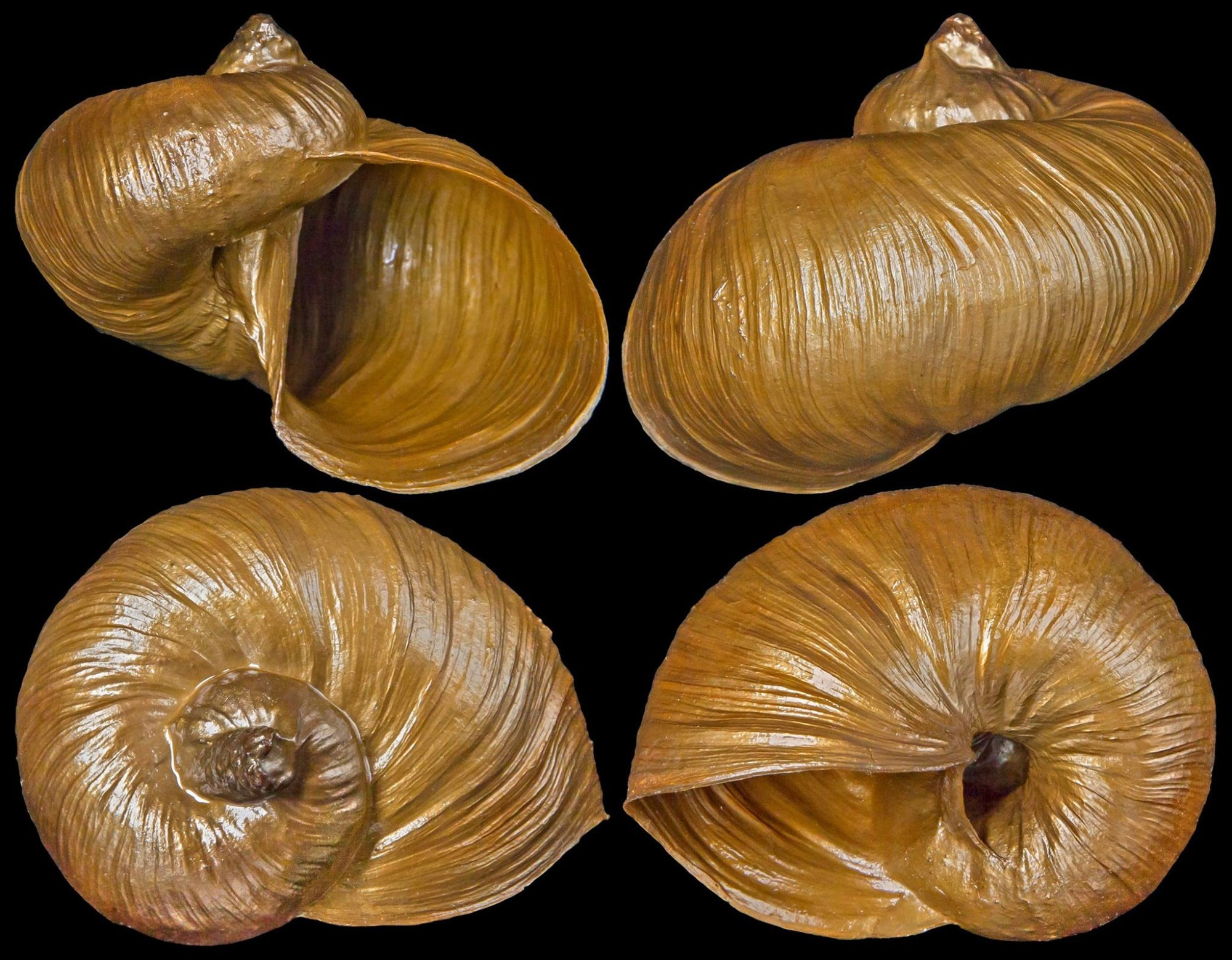 4 different views of the carcinoecium produced by the anemone Stylobates aeneus, which look exactly like a snail shell. But they are not.
Image by Chong Chen
https://www.facebook.com/photo.php?fbid=10207492582127068&set=a.10200283324540134&type=3