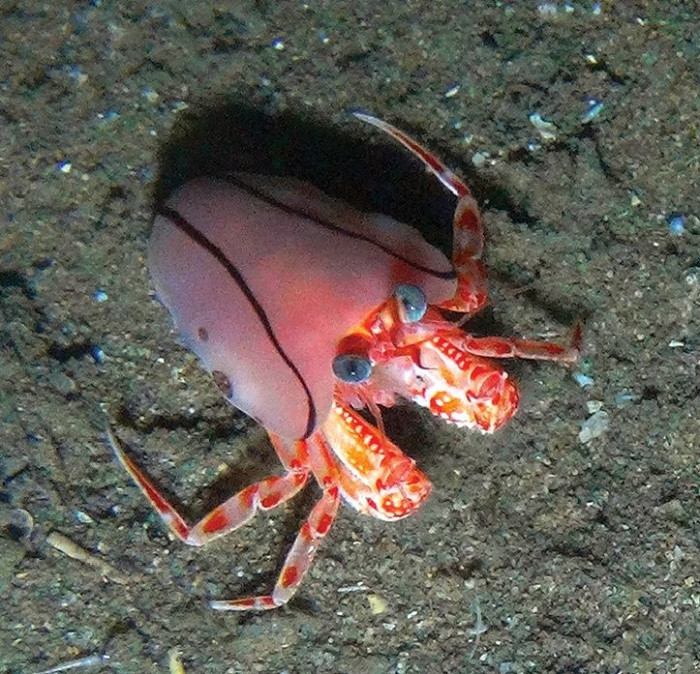 Paguropsis confusa. This is a freaking adorable hermit crab face already with big blue eyes, but it has a squishy pink anemone like a snuggie on its rear half to complete the picture. 

Specimen photographed in situ with ROV, not collected, off Durban, KwaZulu-Natal, South Africa, DST/NRF ACEP Spatial Solutions Project cruise, sta R45 Echinoderm Extravaganza (photograph: DST/NRF ACEP – Spatial Solutions project team) 