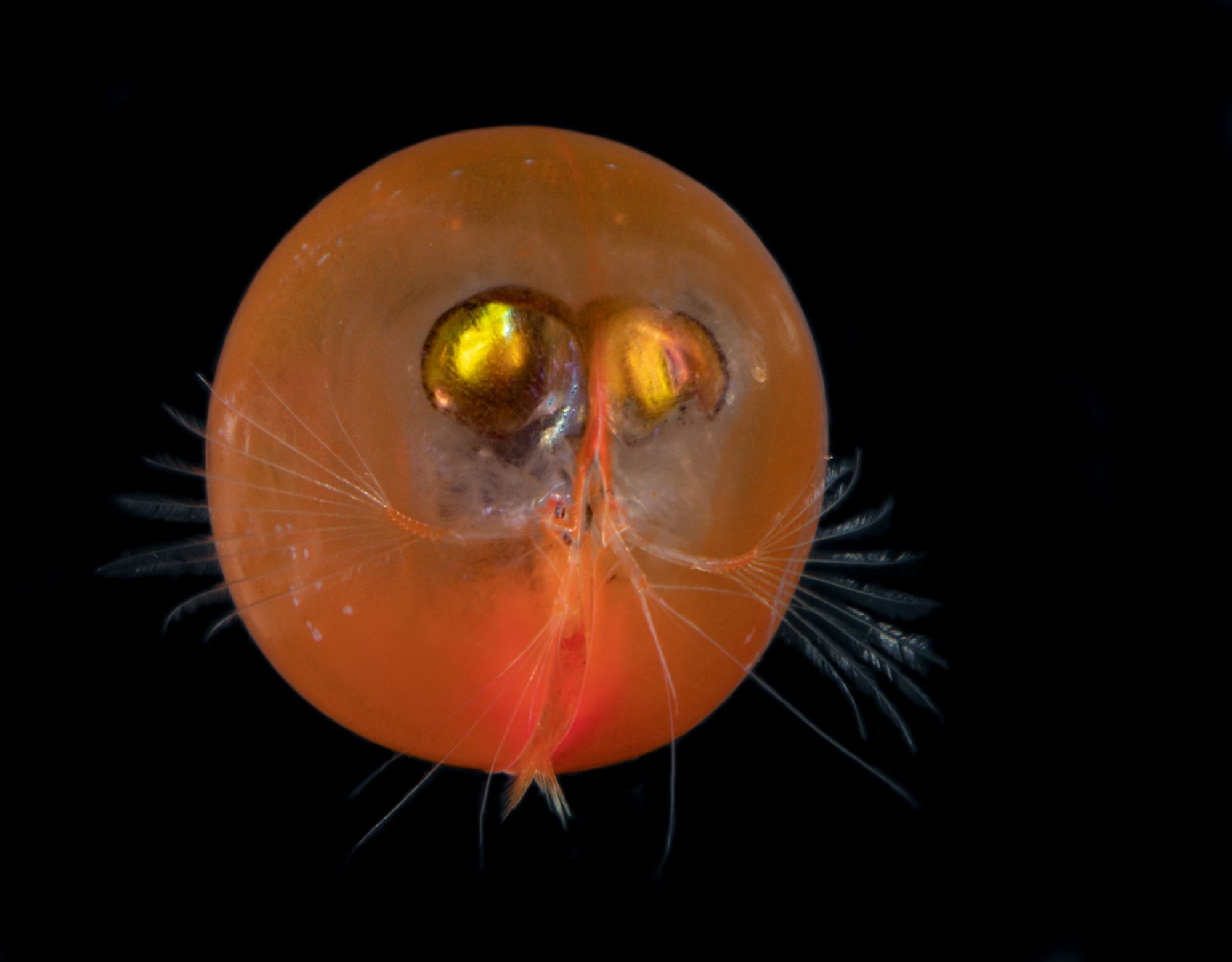 Perfect ROUND ostracod, in orange, viewed from the front where you can see its giant round mirrored eyes, and its antennae that look like whiskers coming out of the gap in the bivalved (yet so round) shell
https://twilightzone.whoi.edu/explore-the-otz/creature-features/giant-ostracod/