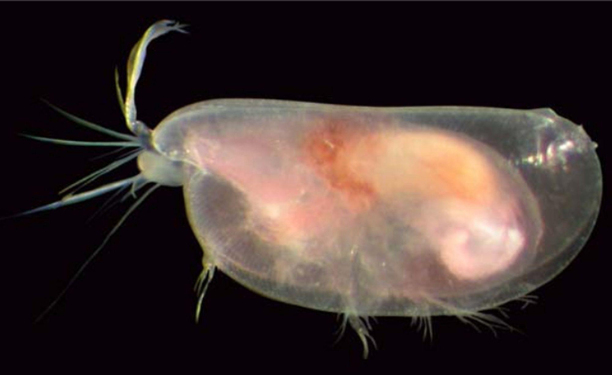 Lateral view of Spelaeoecia, cave ostracod from Bermuda. It is translucent and has no eyes, and most of its appendages peek a bit out of the more elongated bivalved carapace
https://oceanexplorer.noaa.gov/explorations/09bermuda/background/plan/media/spelaeoecia.html