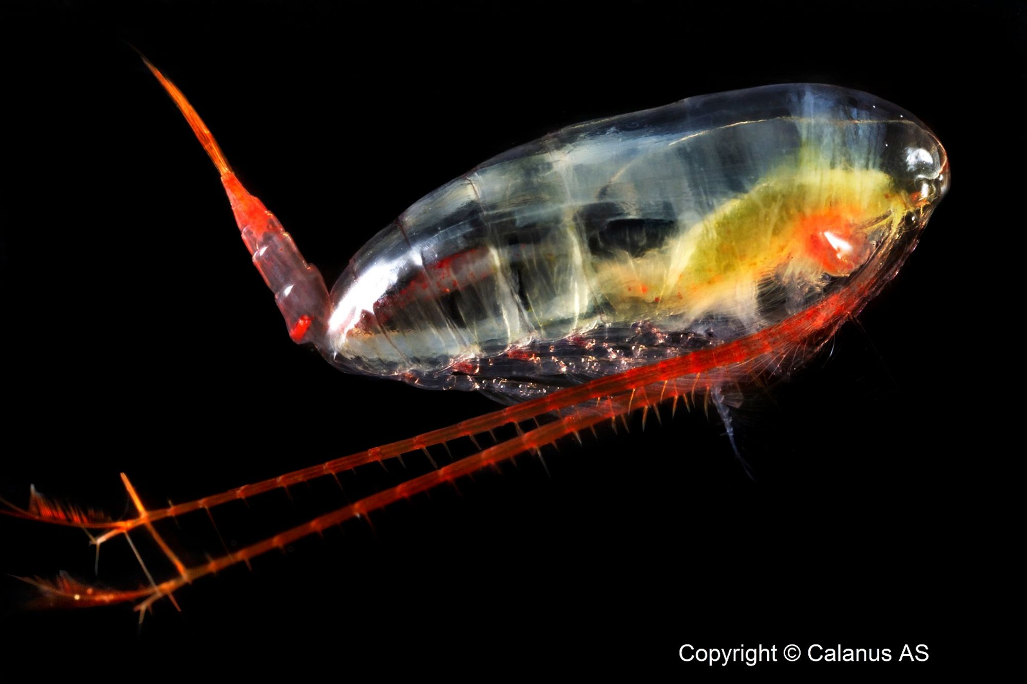 Copepod Calanus finmarchicus, seen in lateral view. It's a bit blobby and transparent, with long antennulae posed under the body. The abdomen (urosome) is pointed upwards and looks red.
https://www.feednavigator.com/Article/2019/04/09/Norwegian-plankton-developer-braced-for-growth