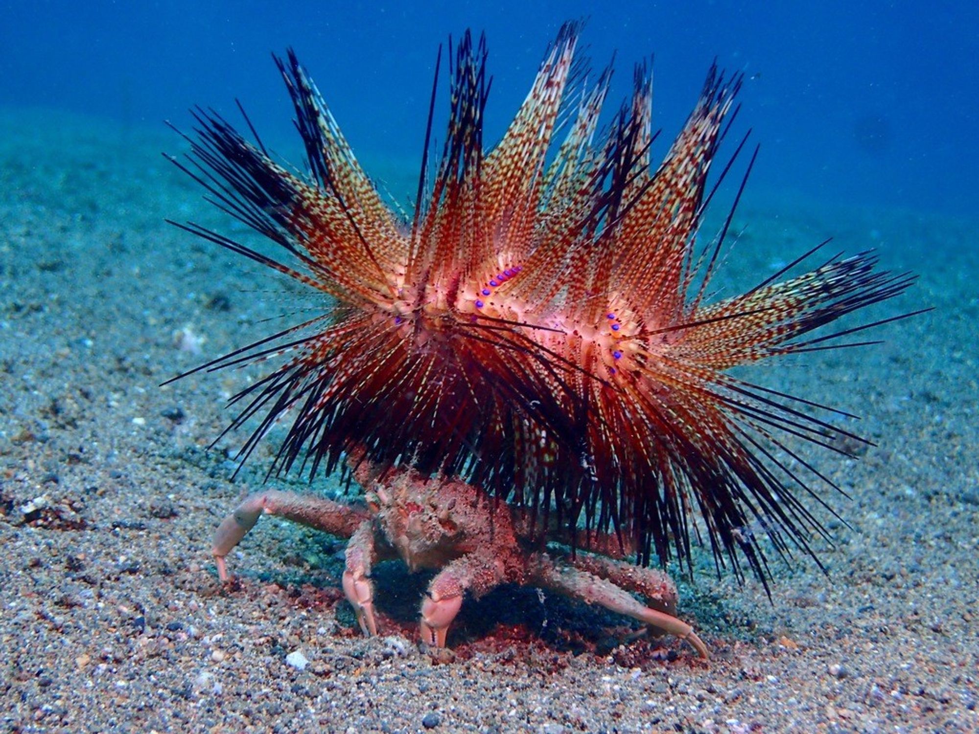 Dorippe frascone, a brown crab with algae on it, and legs splayed out. Except the back pair of legs, which you cannot see in this pic but they are hooked onto a sea urchin that it wears as a hat. Specifically a fire urchin (bright orange/pink with striped spines) that is more than 2x the size of the crab.
photo: Albert Kang, Anilao, Philippines 
https://www.inaturalist.org/observations/61457192