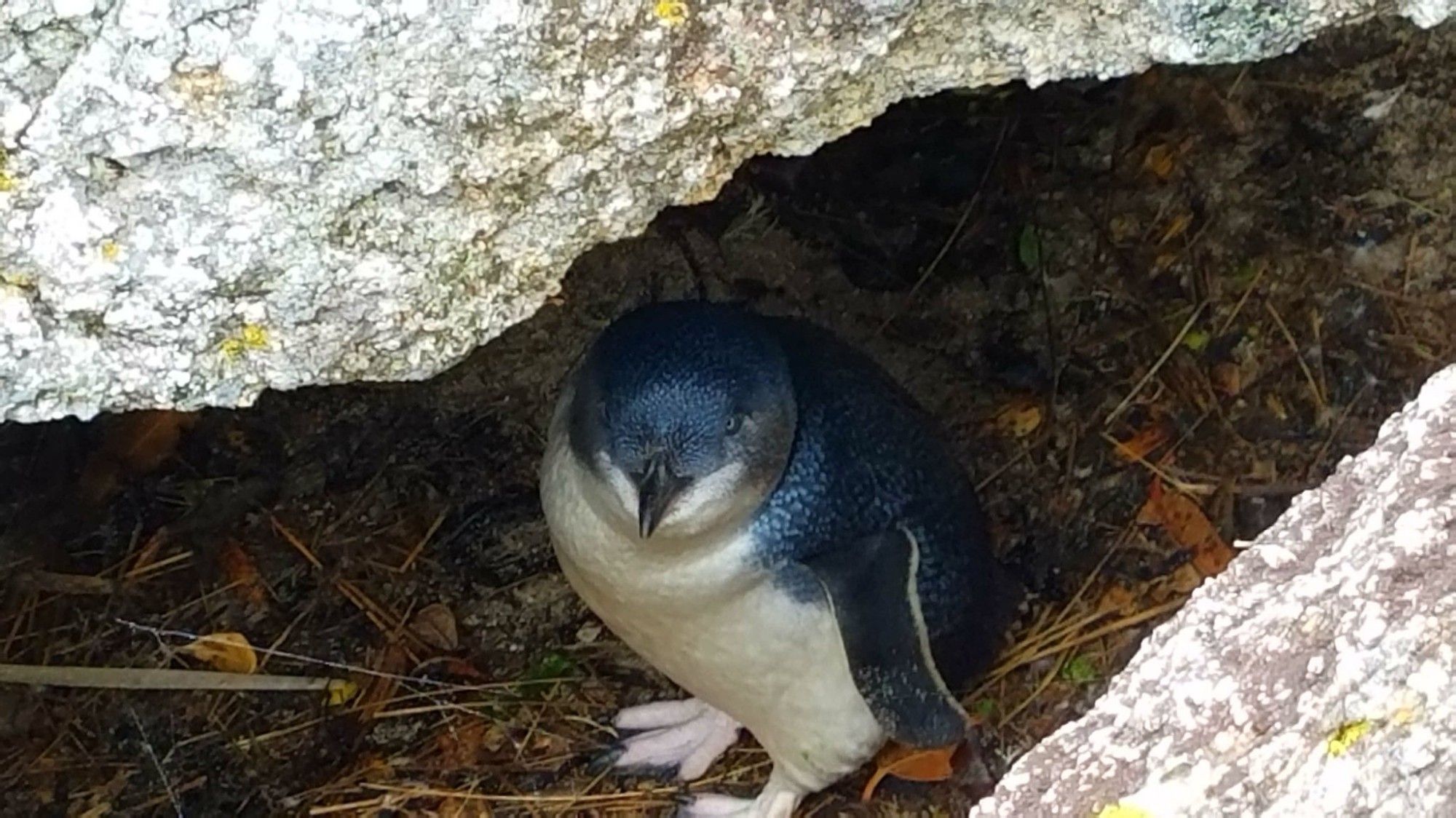 A little blue penguin in a crevasse in Tasmania. Although it is somewhat hidden, it was also just there? In the daytime?