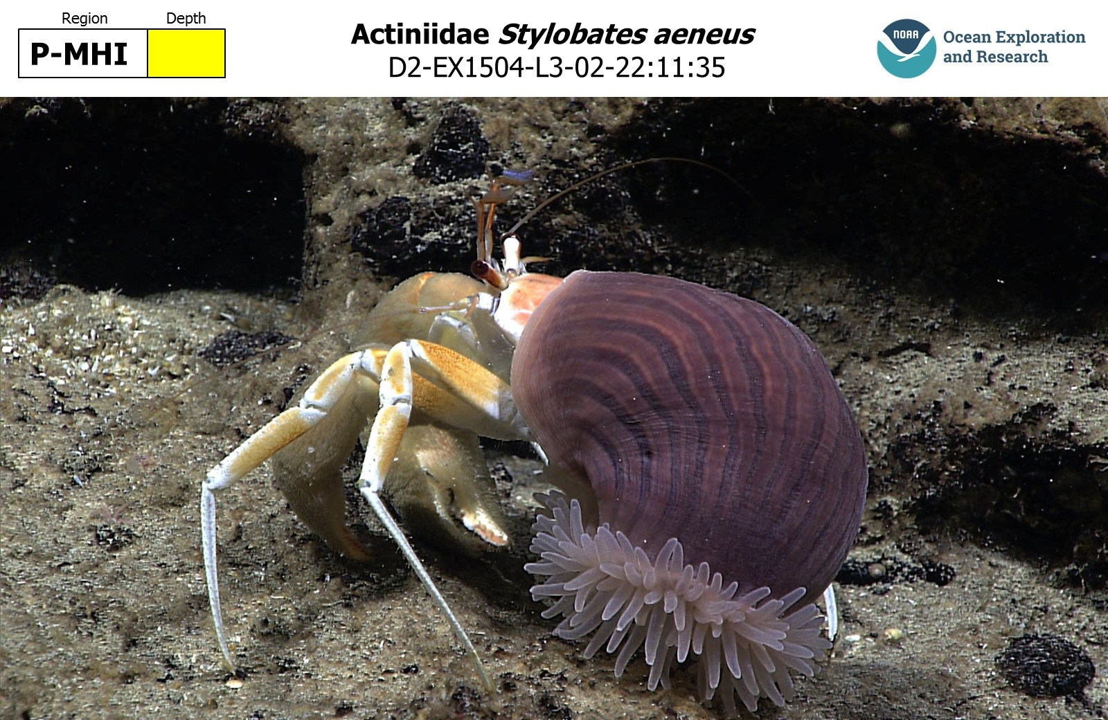 Hermit crab (Sympagurus dofleini) in the deep sea. It is facing to the side, with a purple striped sea anemone (Stylobates) covering its posterior, with the anemone's tentacles facing down.  
https://www.ncei.noaa.gov/waf/okeanos-animal-guide/Paguroidea015.html