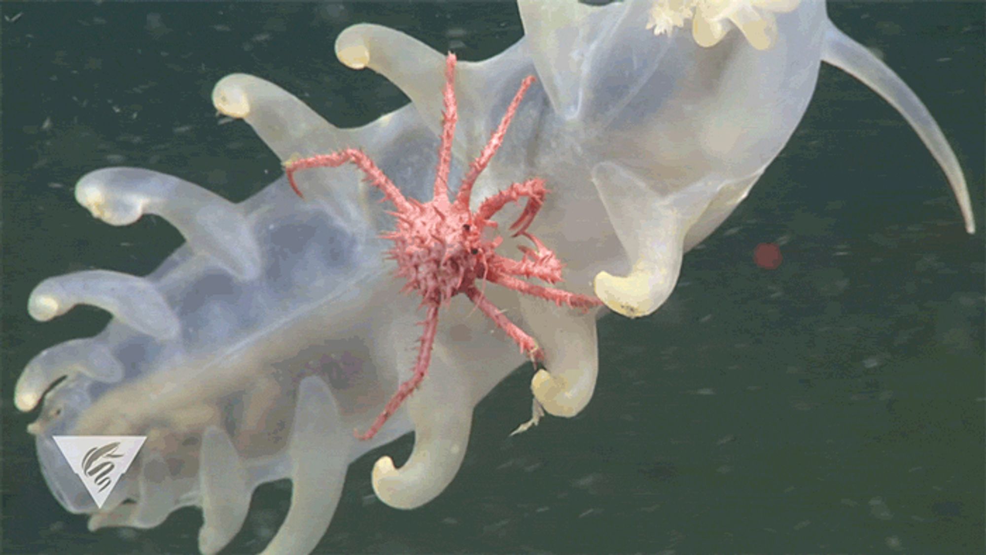 Still from a gif of a smol pink colored spiny king crab on the belly of a squishy sea cucumber. The cuke is a "sea pig" meaning it has squishy little legs along the sides of its body. The cuke is in the water column so the crab is literally riding it.
Photo: MBARI, 4000 feet below Monterey Bay, California