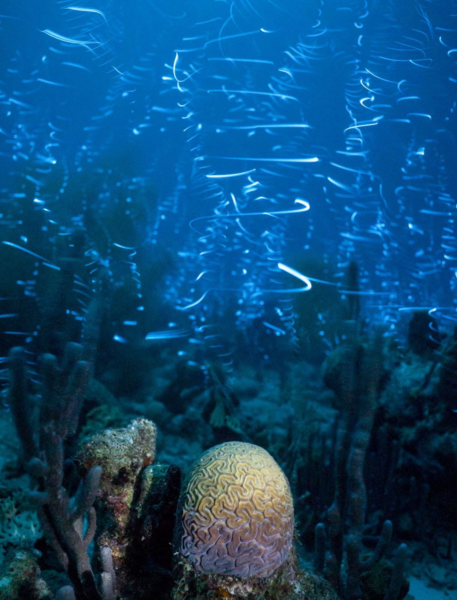 A long exposure captures ostracods (doing bioluminescent courtship displays) in motion on a Bonaire reef, driven in part by currents. Kyle McBurnie
https://www.science.org/content/article/sea-fireflies-caribbean-shining-new-light-evolution