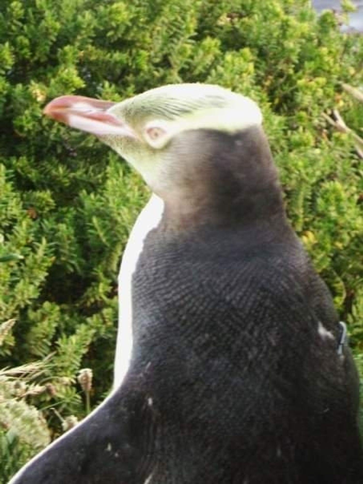 Quite close view of a yellow eyed penguin, rarest species in the world, in front of shrubbery at sunset