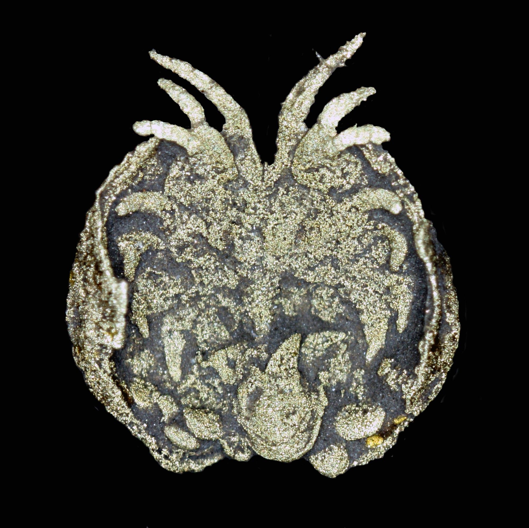 Ventral view of Luprisca incuba, 443 million year old fossil. You see it splayed out with appendages, the furca at the bottom, and a few eggs on either side of the furca. All preserved in pyrite.
Photo of YPM IP 307300 is from David Siveter, but I can't find the version with scale bar. It's about 1.5 mm long