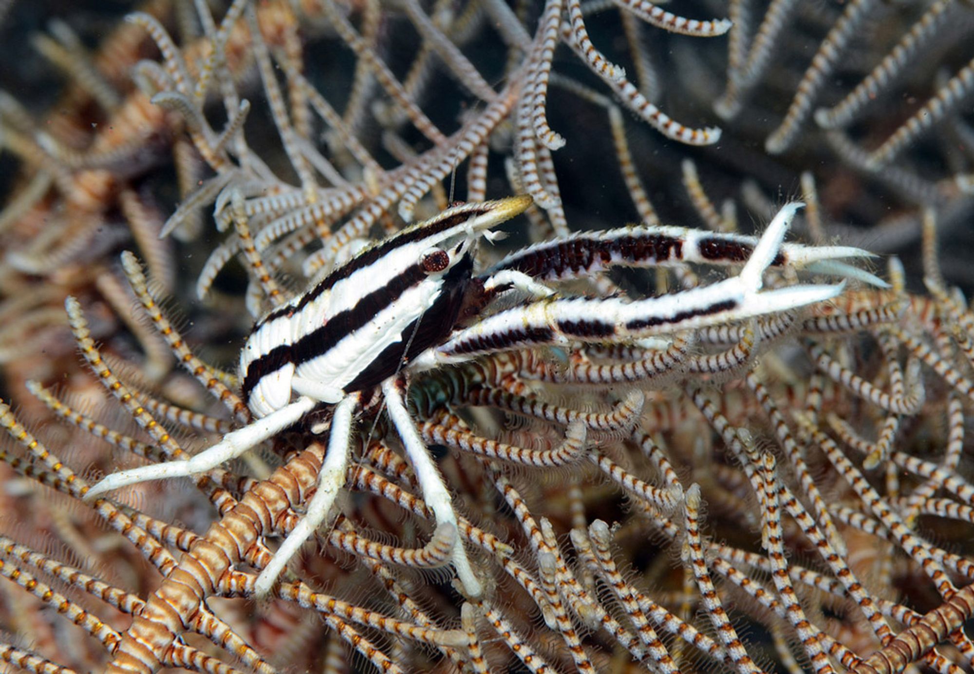 Side view of an attractive squat lobster, its elongate arms outstretched. It is vertically striped white and black to camouflage on its host, a crinoid. In the pic you can see a riot of striped crinoid arms and their pinnules.
photo: uwkwaj, Kubu, Bali, Indonesia 
https://www.inaturalist.org/observations/155019124