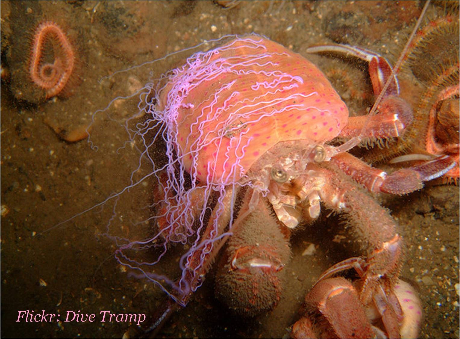 Hermit crab (Pagurus prideaux) on the substrate looking up at you. Instead of a shell it is covered in an orange anemone (Calliactis palliata) with pink spots. Coming off that are neon pink silly strings, which are the anemone's tentacles!
Photo by Darryl Meyer
https://www.flickr.com/photos/27988477@N02/3992801991/in/photostream/