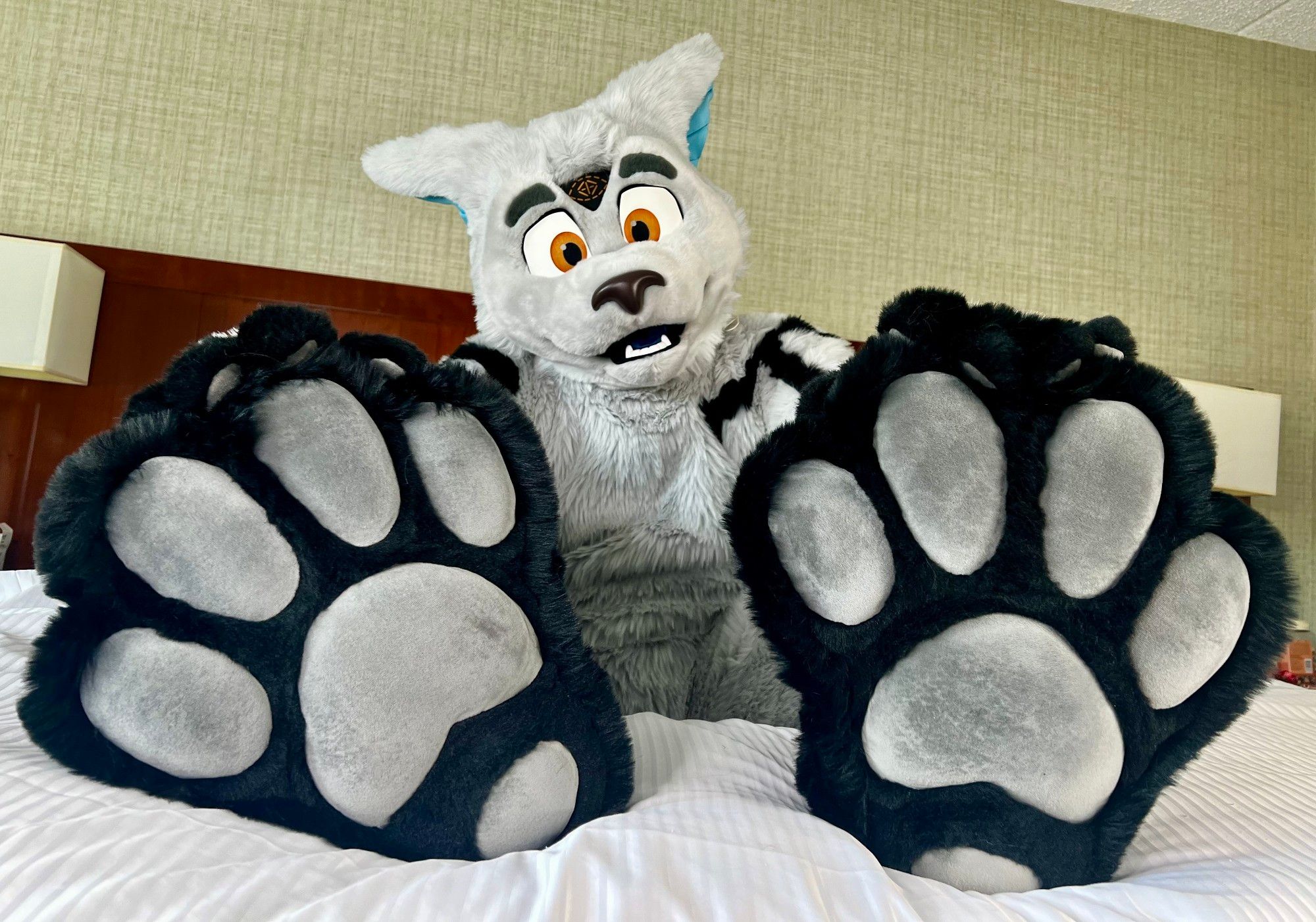 A shot of Zalno's feet paws splayed out on a hotel bed. He has silver paw pads.