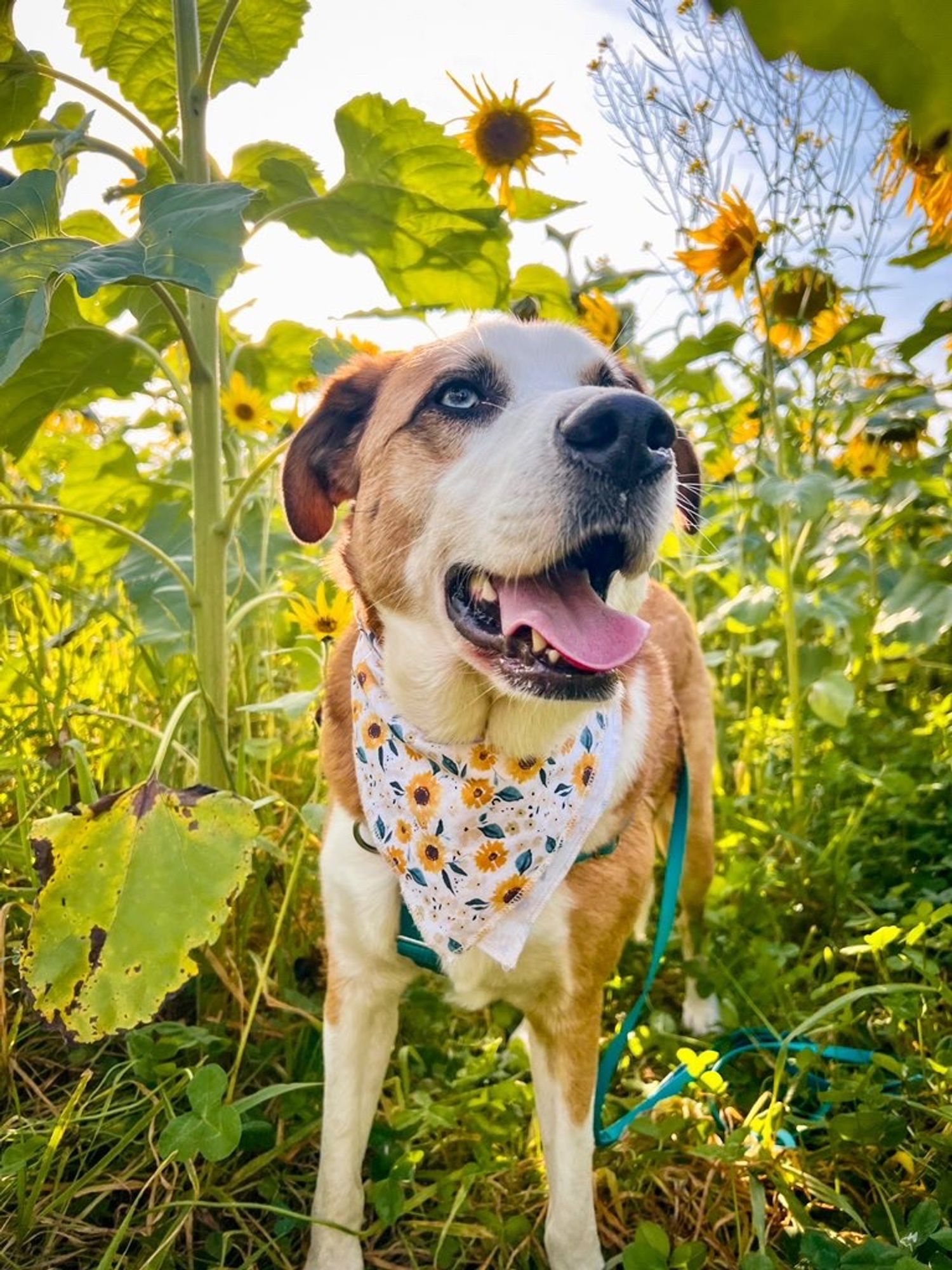 Rory, a medium size, red and white dog with light blue eyes stands in the middle of a field of sunflowers looking slightly off camera. Lori is wearing a bandana, which also has sunflowers on it, and has a very happy expression on his face.