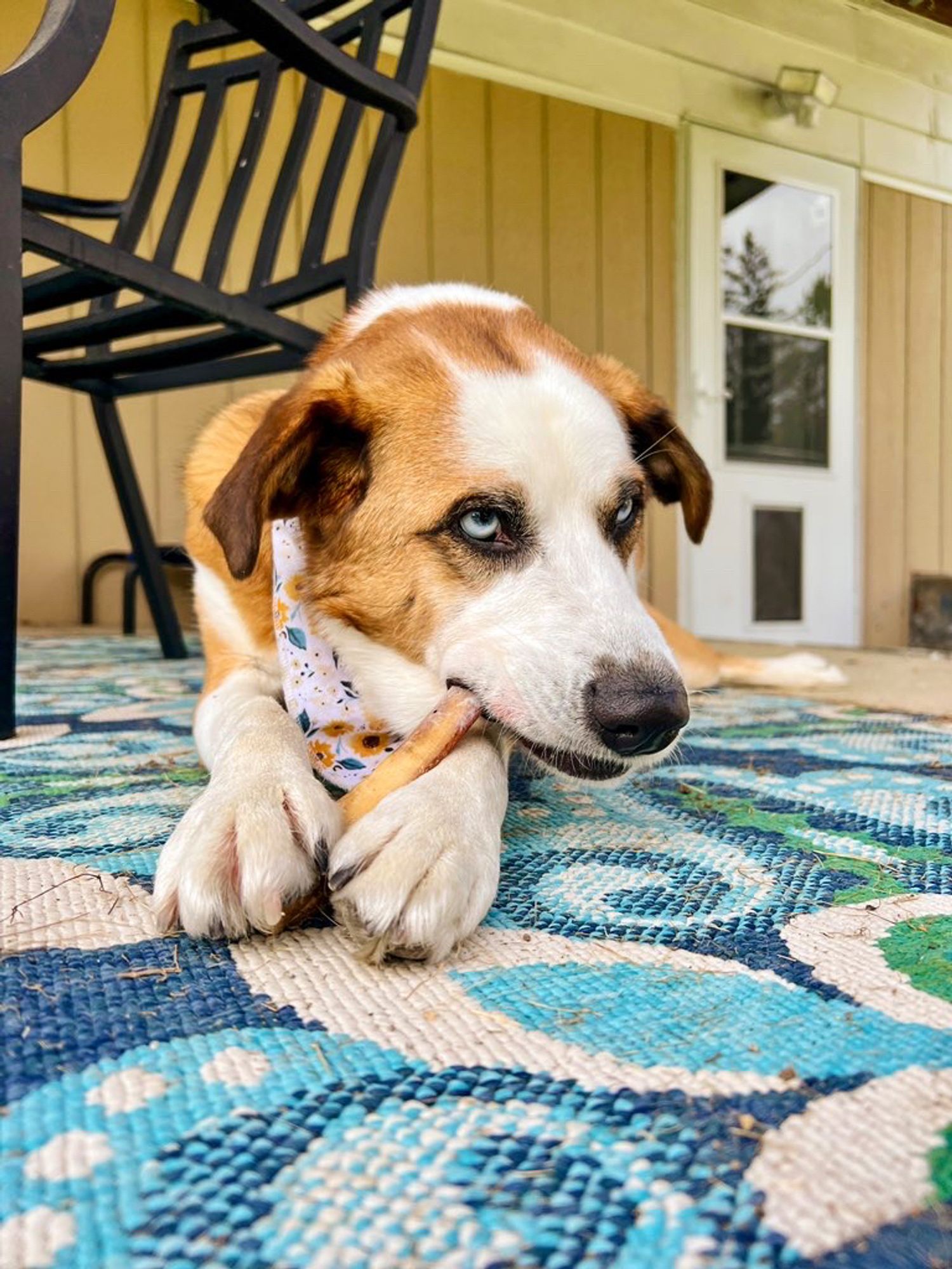 Rory, a medium size, red and white dog with light blue eyes lays on a blue outdoor rug chewing on a treat that is held between his front two paws