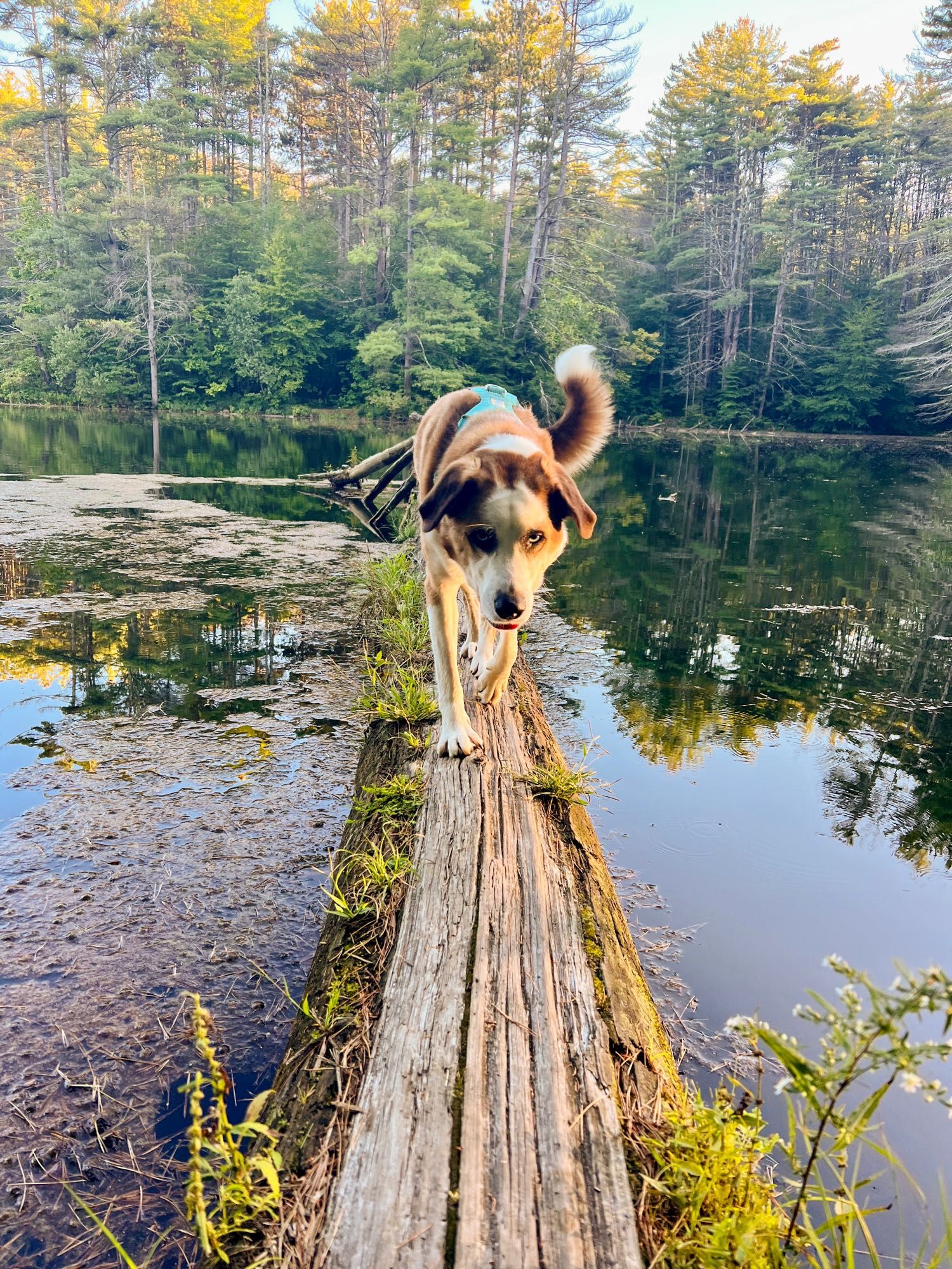 Rory, a medium size, red and white dog is captured walking head on towards the camera. He is on a semi narrow log jetting out into a pond.