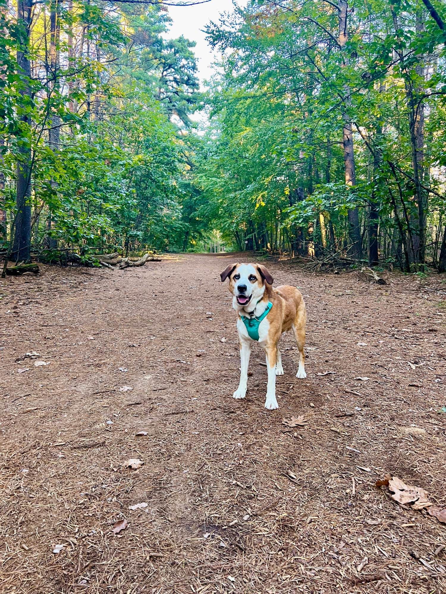 Rory, a medium size, red and white dog with light blue eyes stands in the middle of a large dirt path looking at the camera. On either side or tall green trees. Rory has a happy expression as though he was smiling.