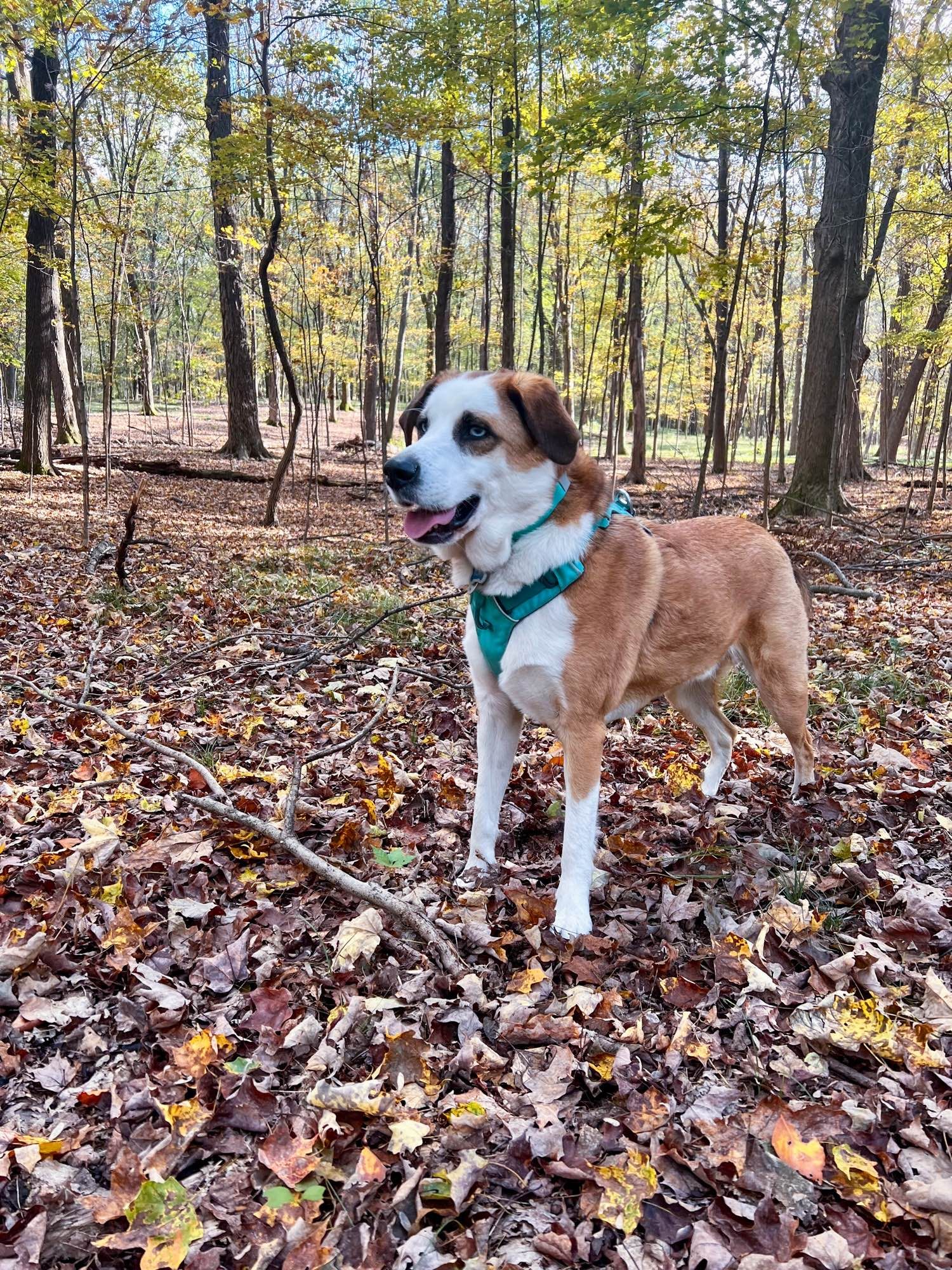 Rory, a medium size, red and white dog with light blue eyes stands in three-quarter profile. Rory is standing on the leaf covered ground in the woods. He has a open mouth and happy expression on his face.