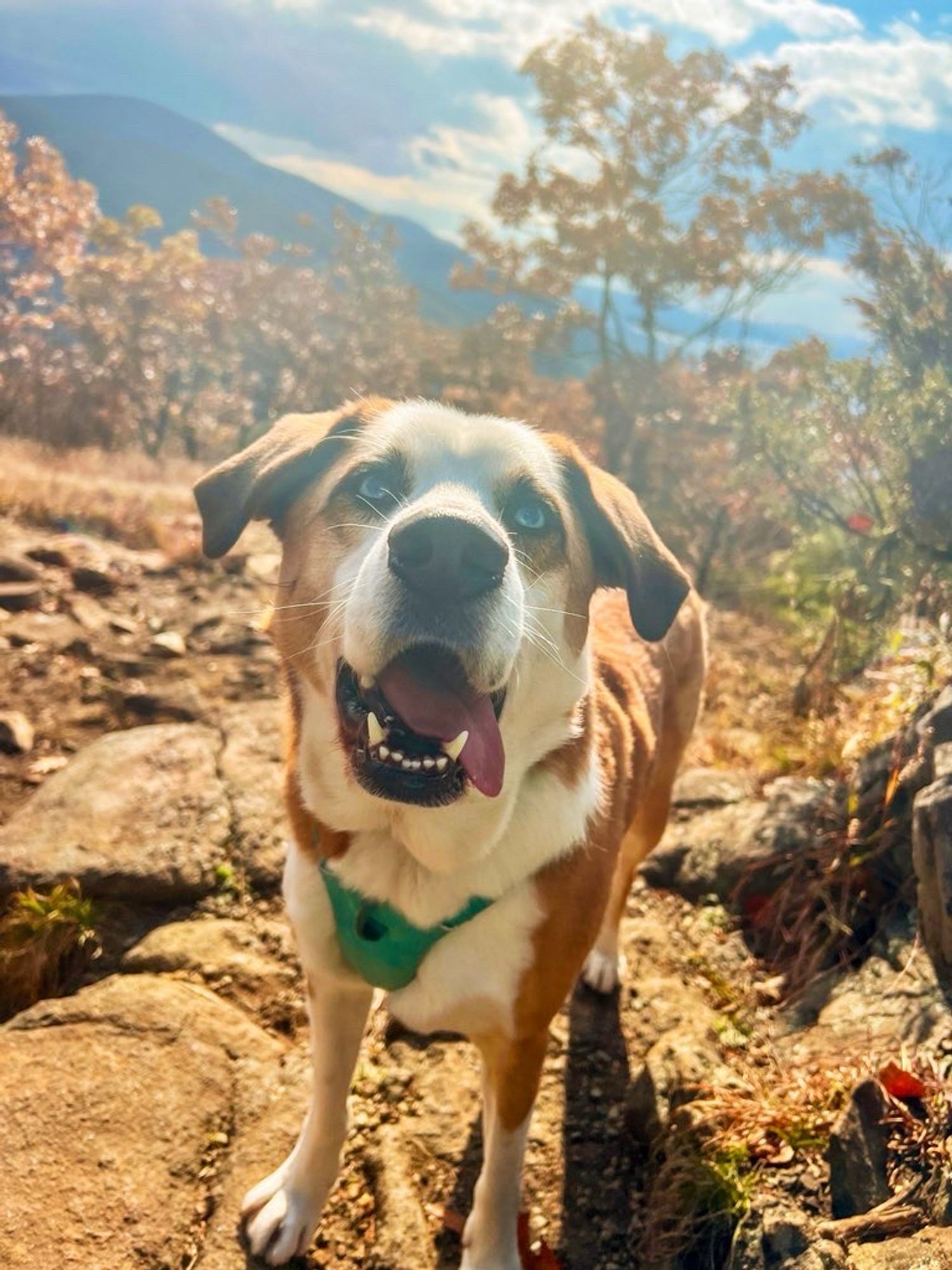 Rory, a medium size, red and white dog with bright blue eyes stands on the Rocky ground, looking up towards the camera. His mouth is open and tongue hanging out the side in a happy expression.