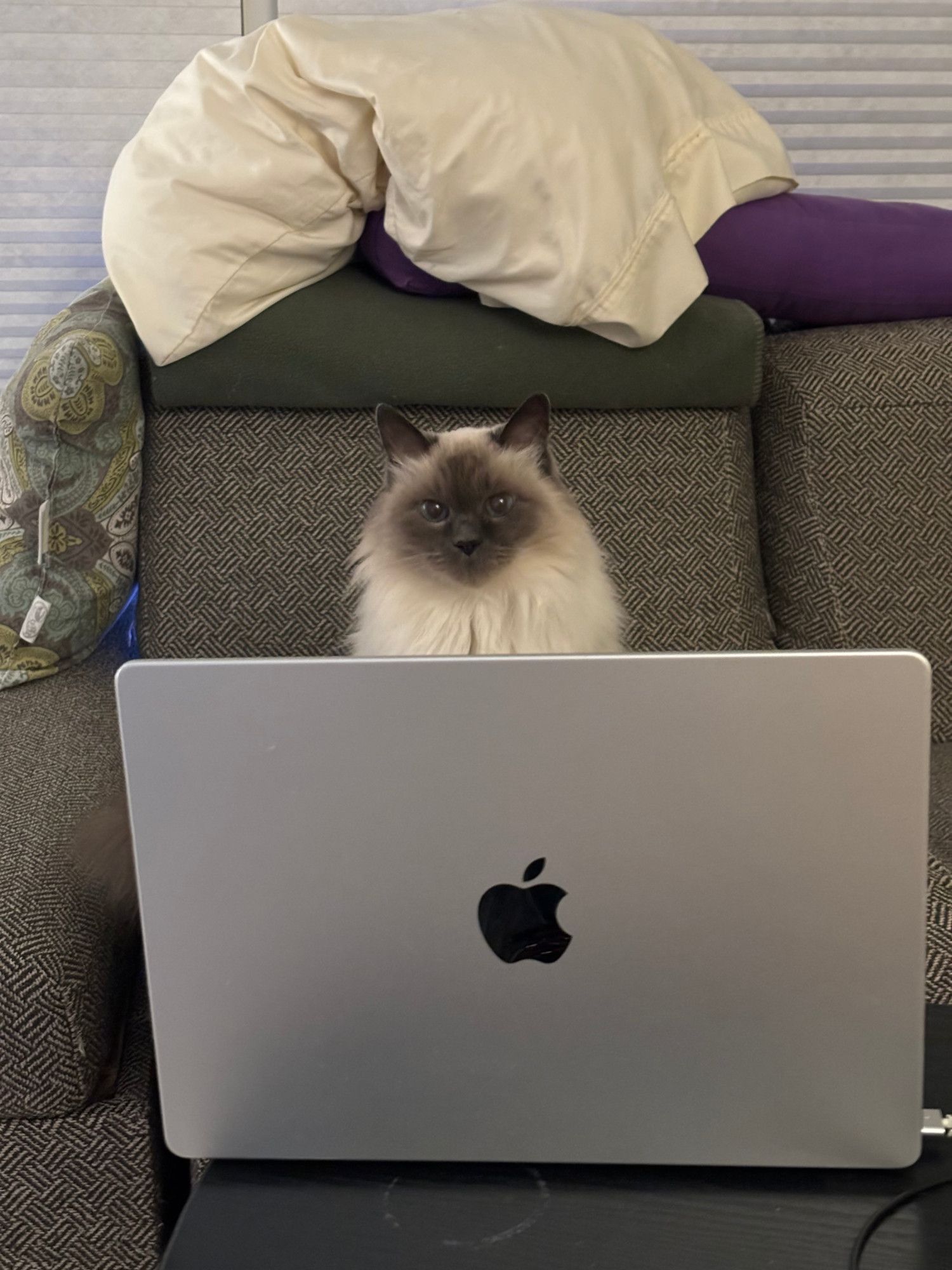 photo of a small cat behind a laptop, making eye contact with you