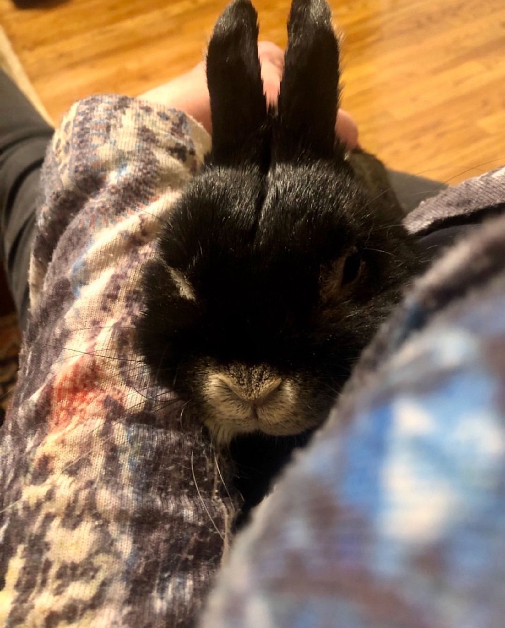 a black Norwegian dwarf rabbit wrapped in a blanket for snuggles