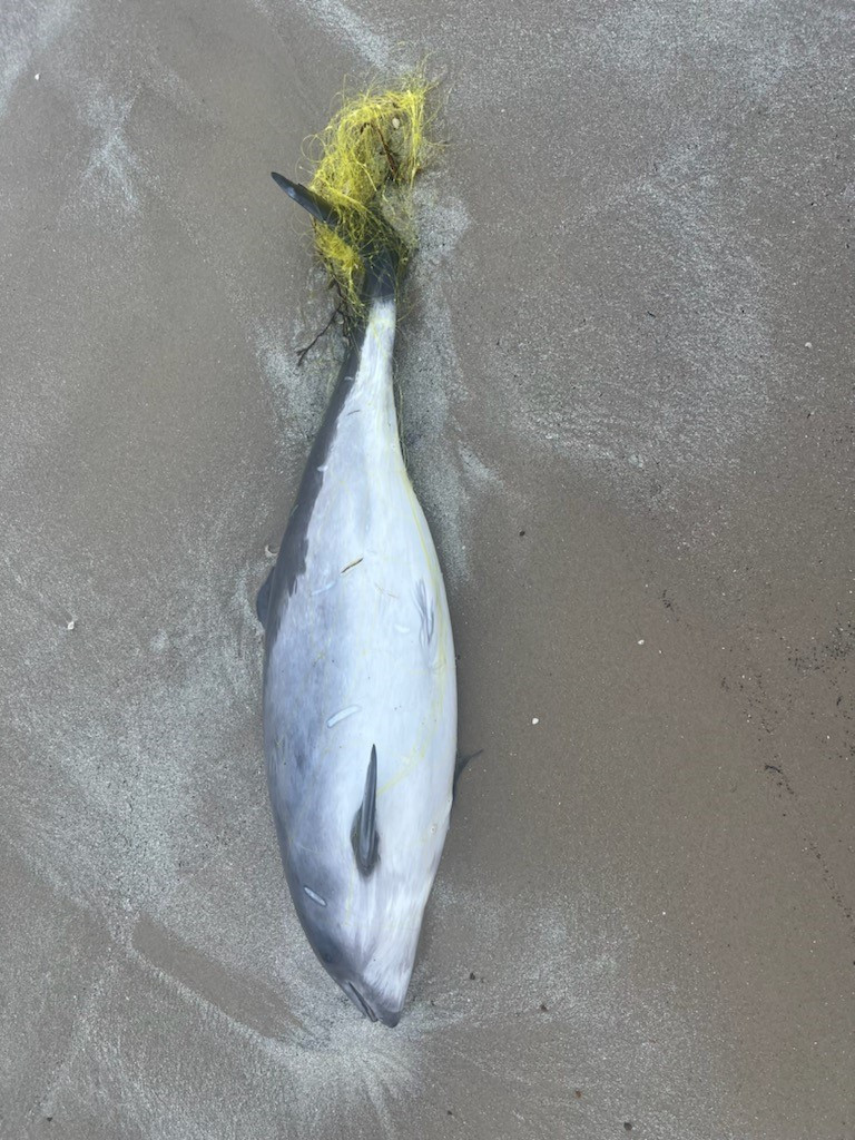 "A dead harbour porpoise on the beach in Løkken, Denmark. Part of the net that it got entangled in is still visible. It's estimated that 900 harbour porpoises die every year as by-catch in the fishing industry. Photo: Lisbeth Cedray"