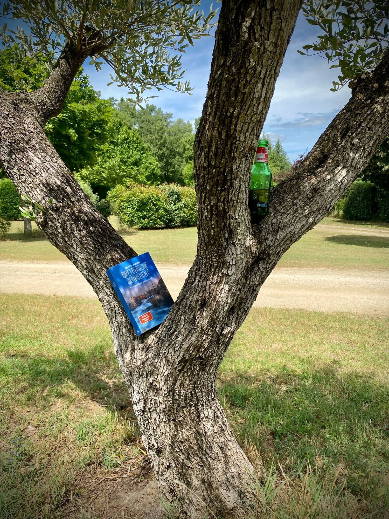 Ein geteilter Olivenbaum in Südfrankreich, darauf der dreizehnte Fall des Kommissar Dupin als Taschenbuch drapiert.