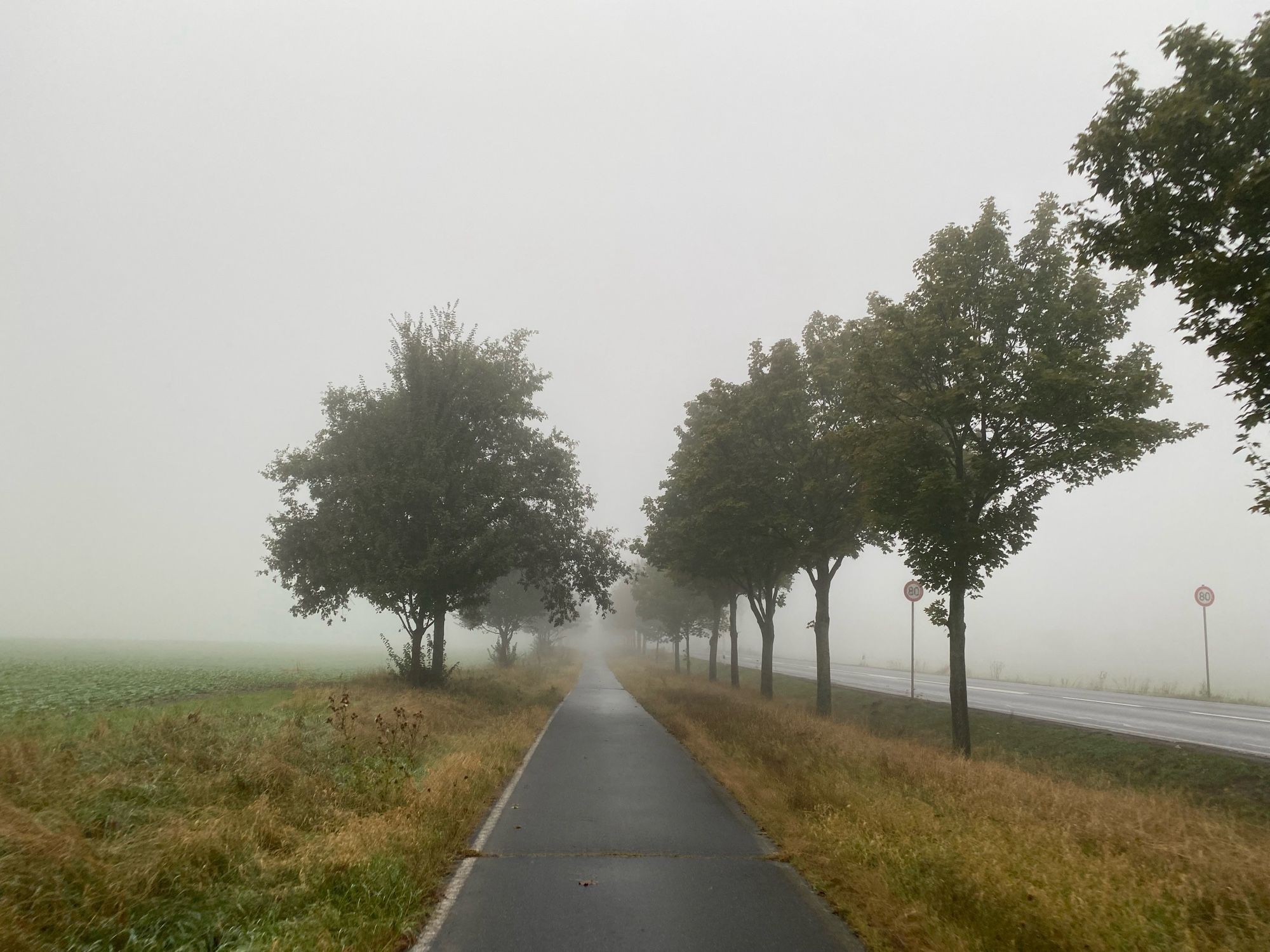 Radweg an der Landstraße im nebel