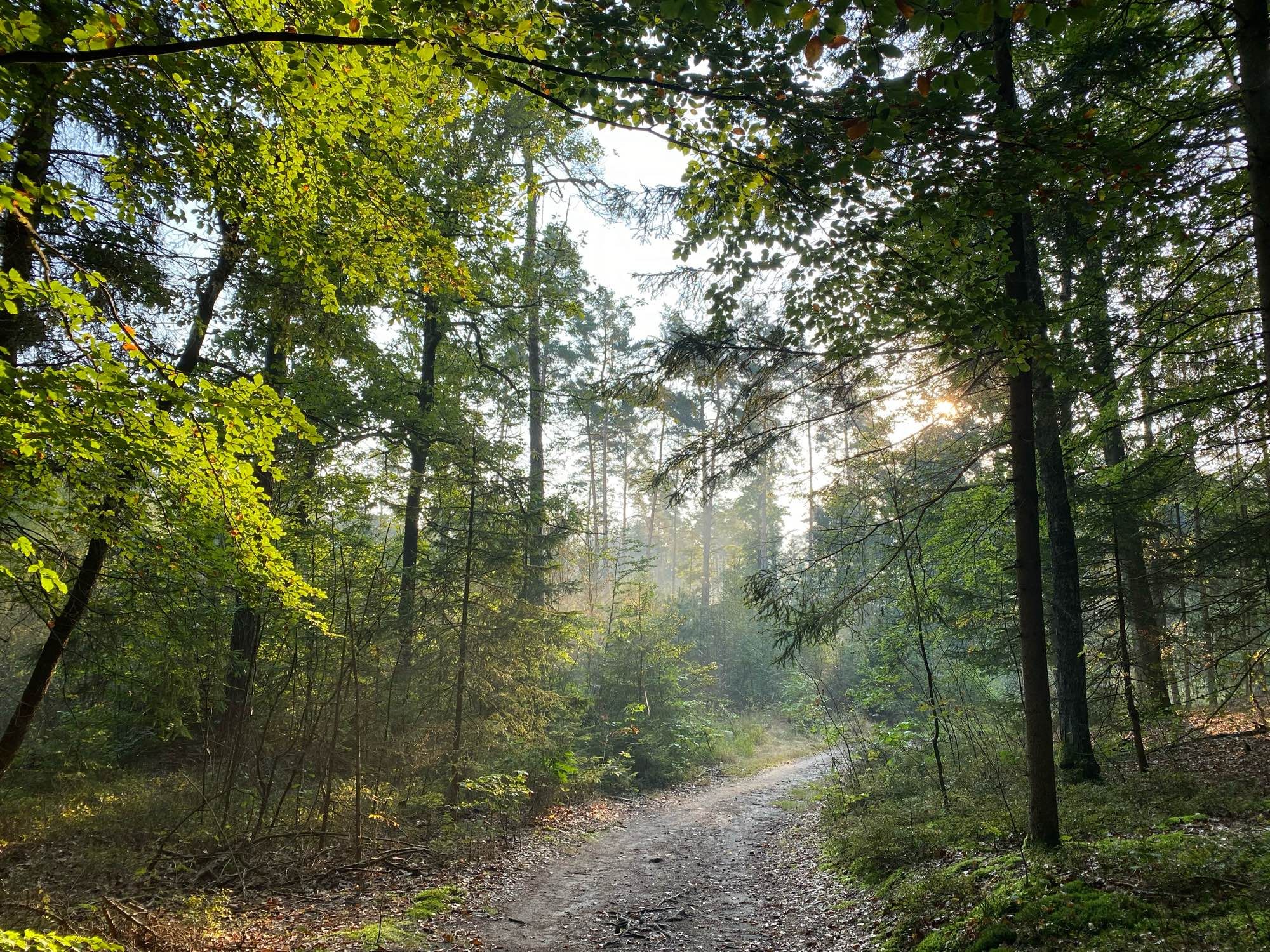 Licht im wald am Morgen