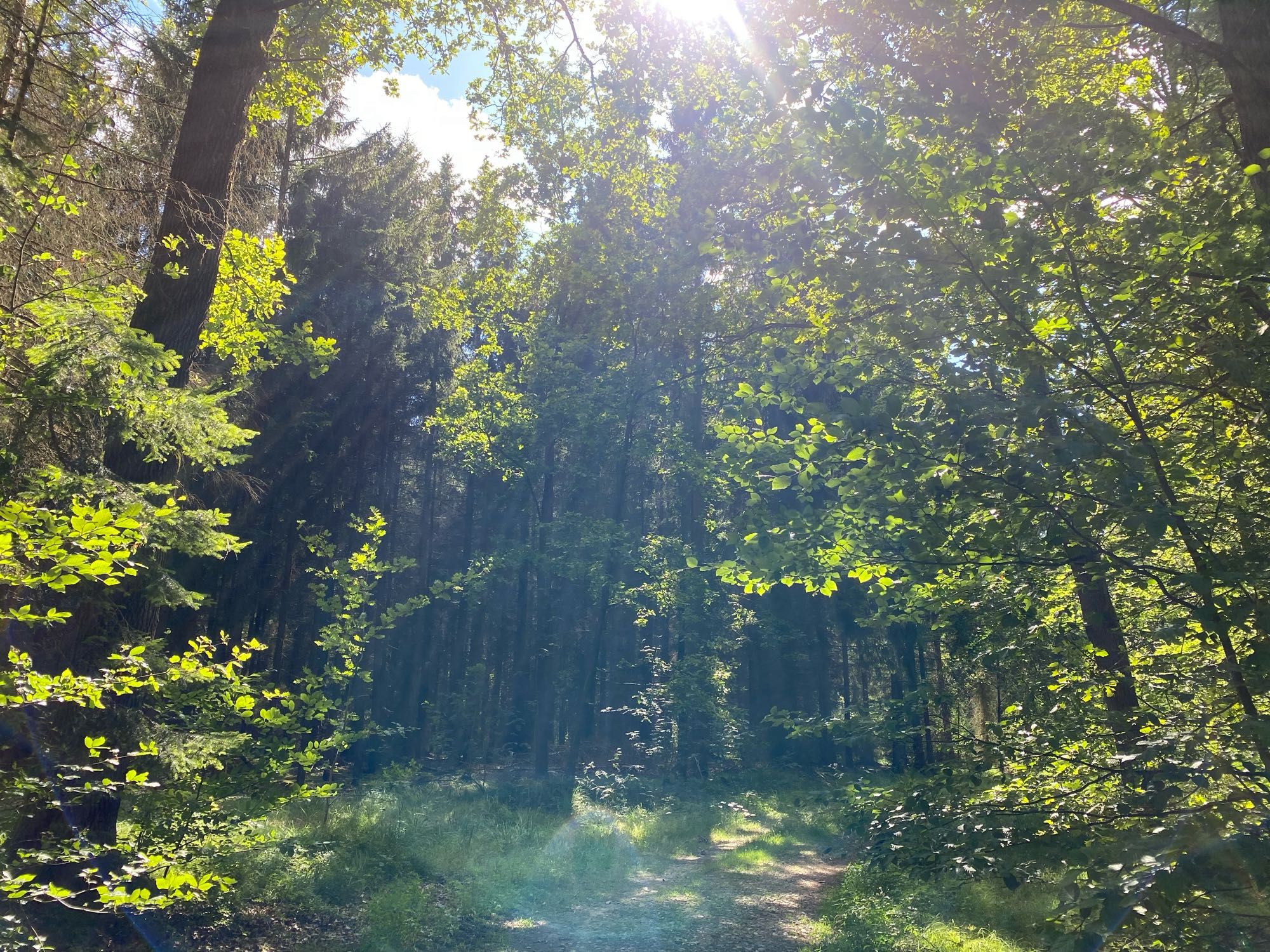 Lichtstimmung im wald