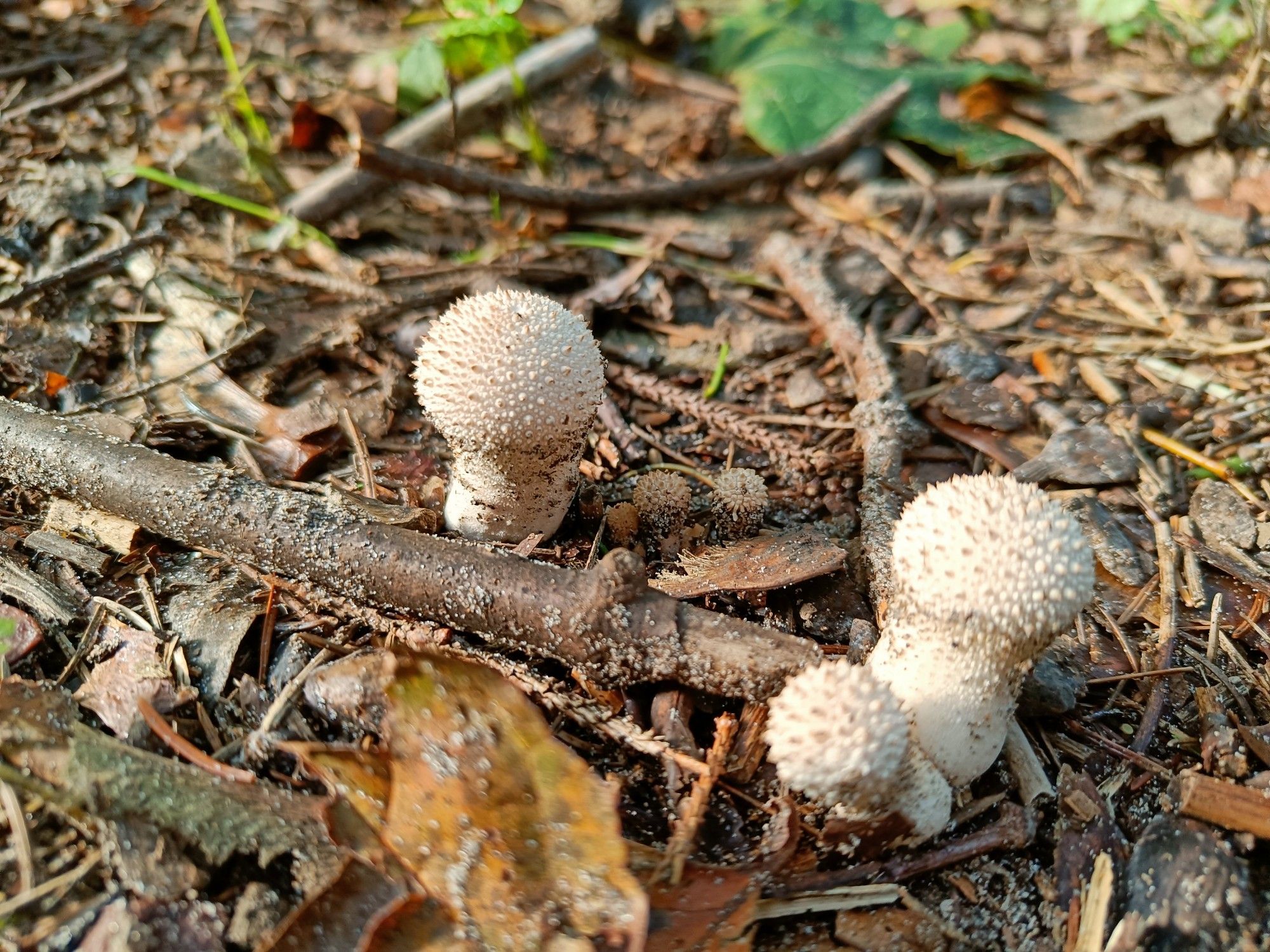 Dorre bladeren en takjes op de grond met daartussen 3 paddenstoelen. Ze lijken op champignons, maar hebben een stekelige hoed