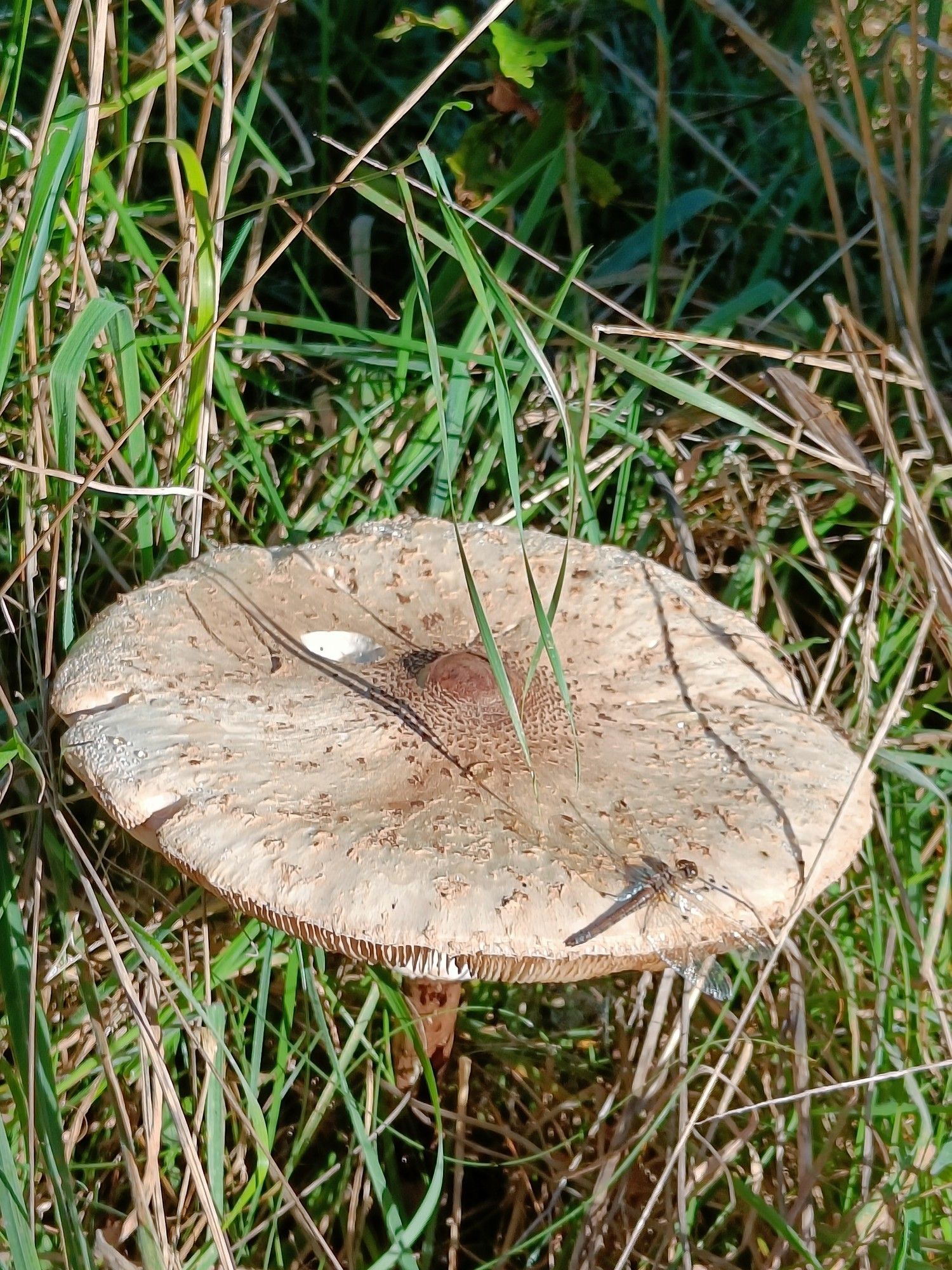 Hele grote paddenstoel, parasolzwam?, tussen hoge grassprieten. Op de beige hoed van de zwam zit een libelle in het zonnetje