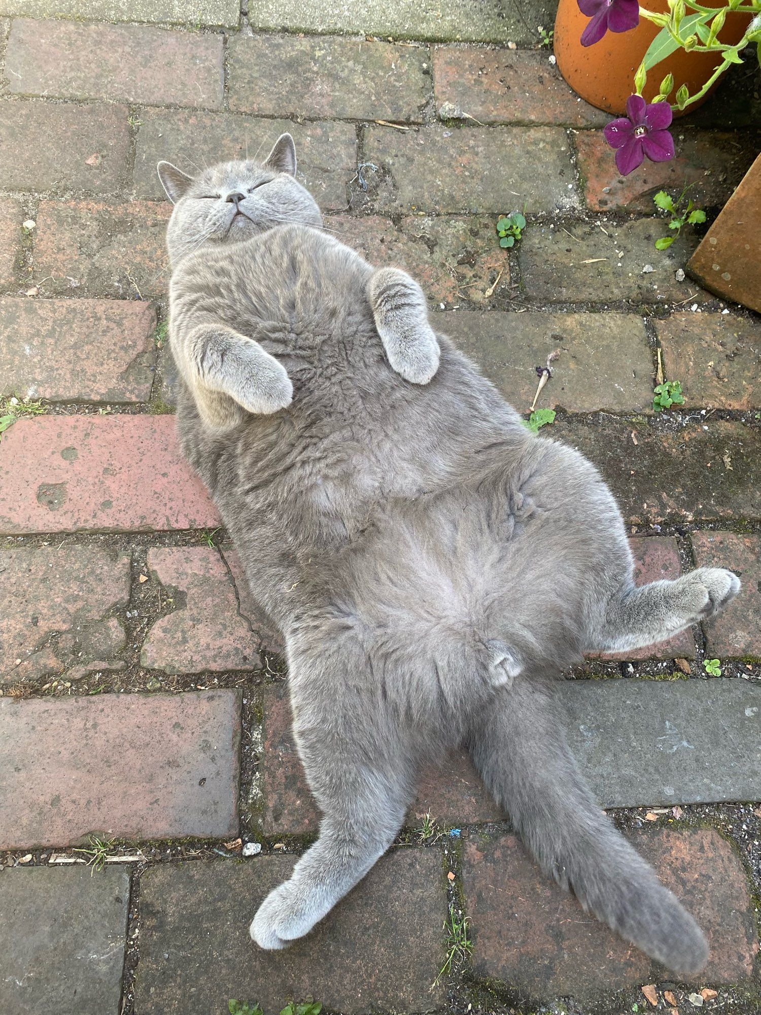 A large British Blue tomcat, grey with very plush fur, lying on his back with legs akimbo