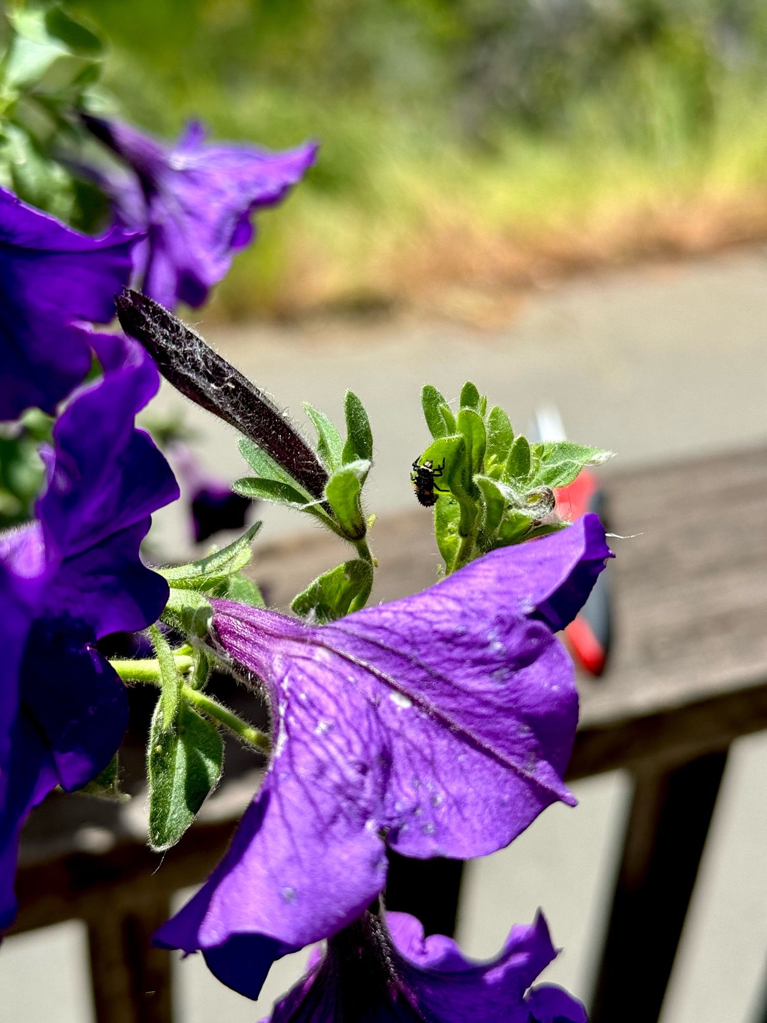 Black and yellow ladybug larva on a green leaf, surrounded by deep purple petunias.