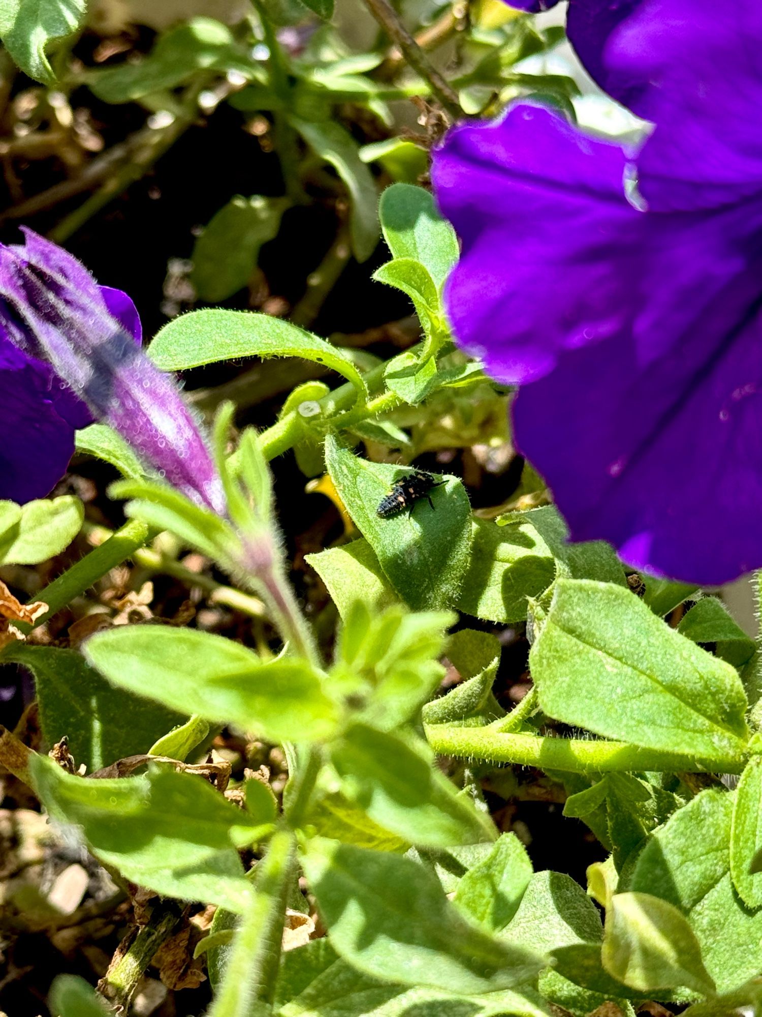 Black and yellow ladybug larva on a green leaf, surrounded by deep purple petunias.