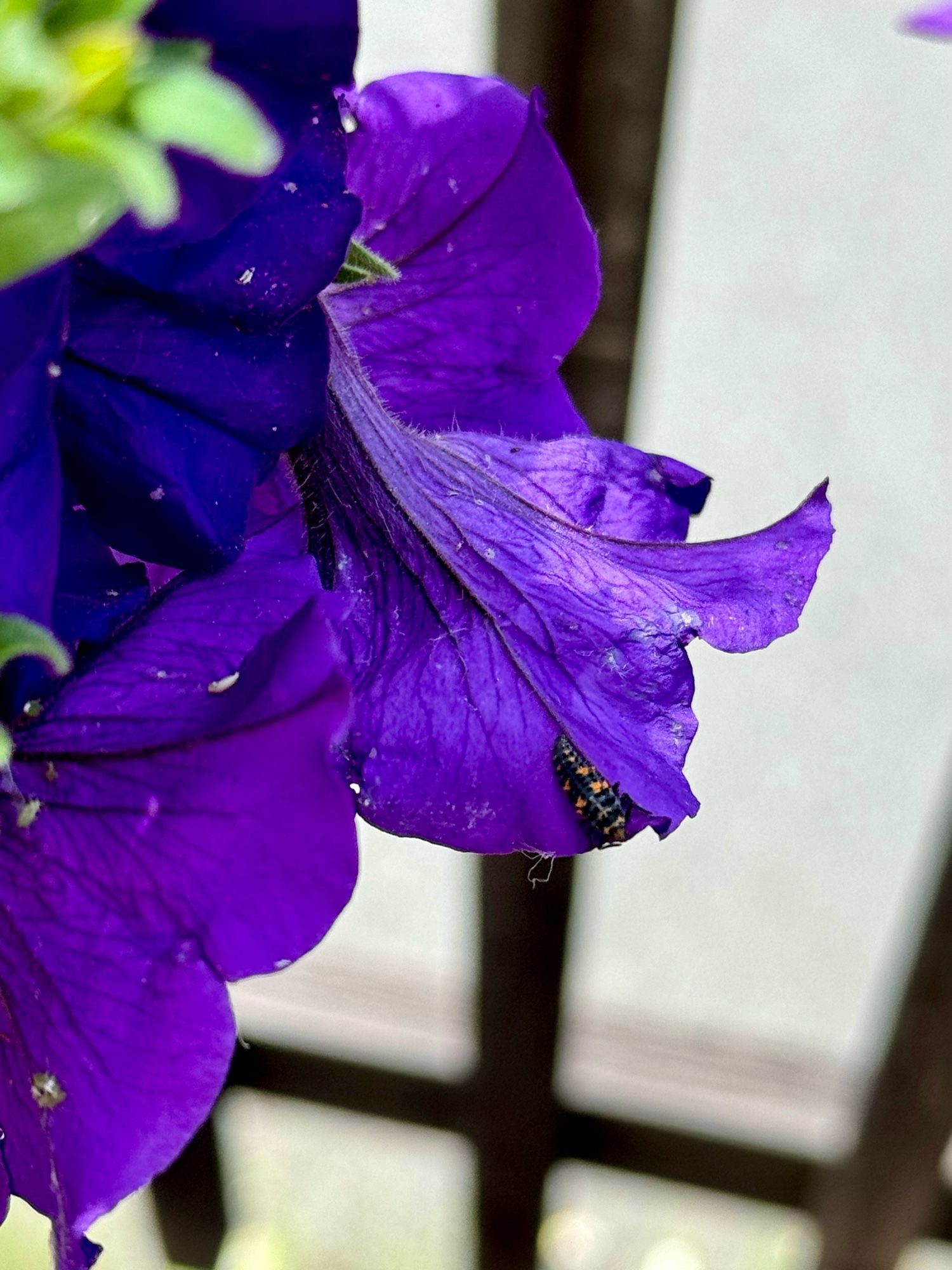 Black and yellow ladybug larva on deep purple petunia.