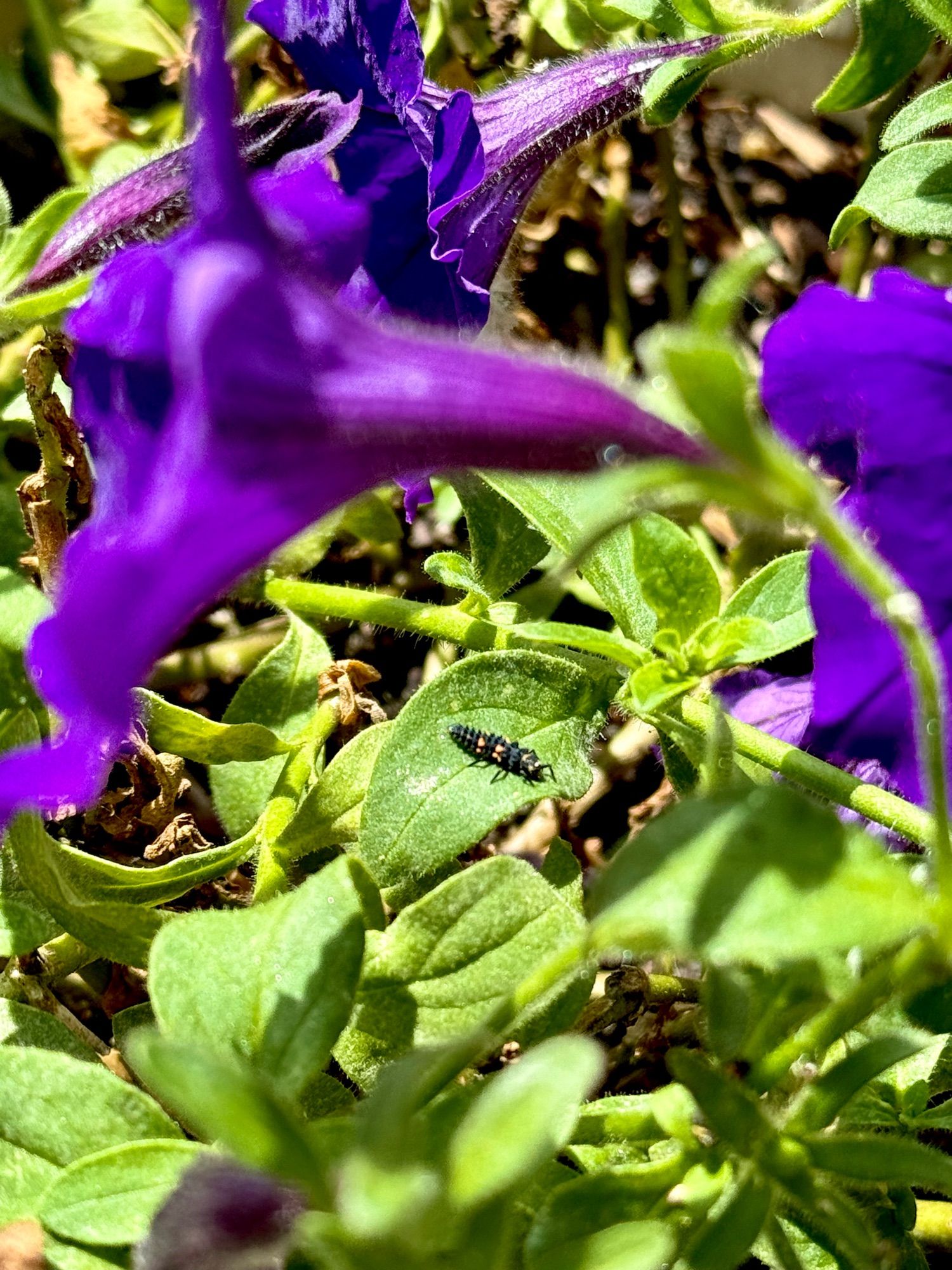 Black and yellow ladybug larva on a green leaf, surrounded by deep purple petunias.