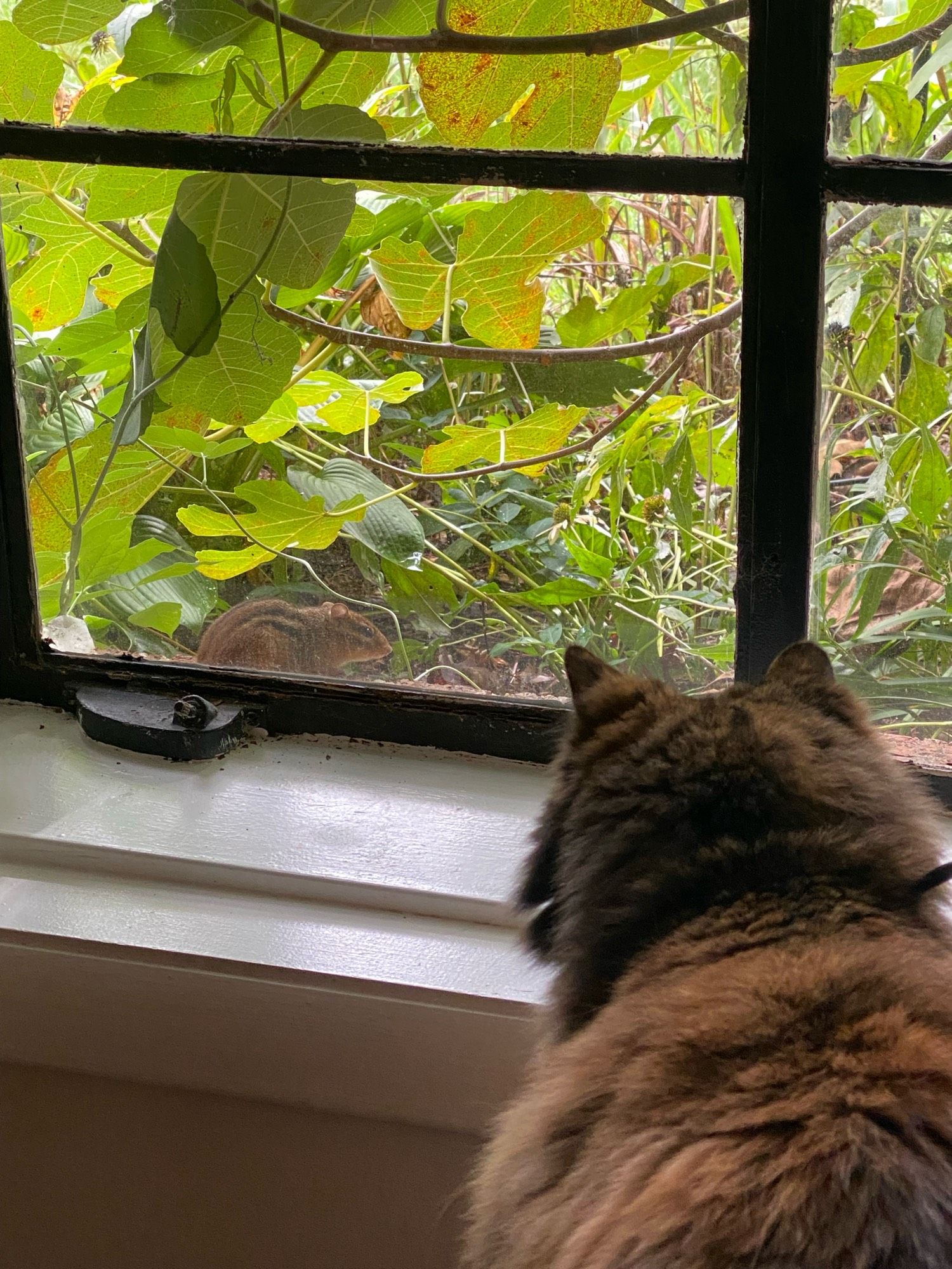 A fluffy tortoiseshell cat stares out of an old-fashioned single pane window. Outside on the ledge of bricks outside the window is a chipmunk, staring back at her