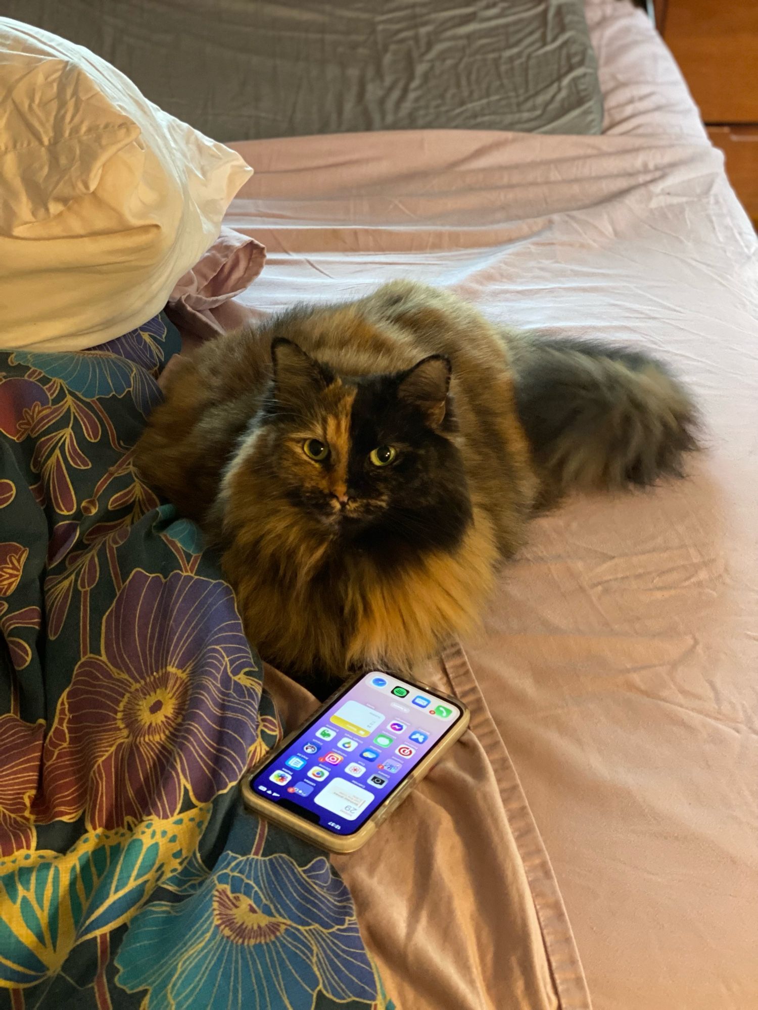 Hazel the long haired tortoiseshell cat, loaded up on an unmade bed. A phone is in front of her, open to the apps screen