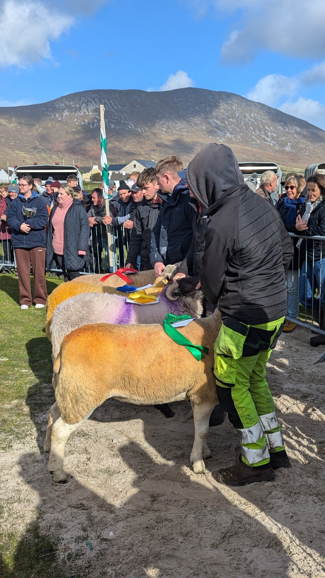 prize winning sheep butts