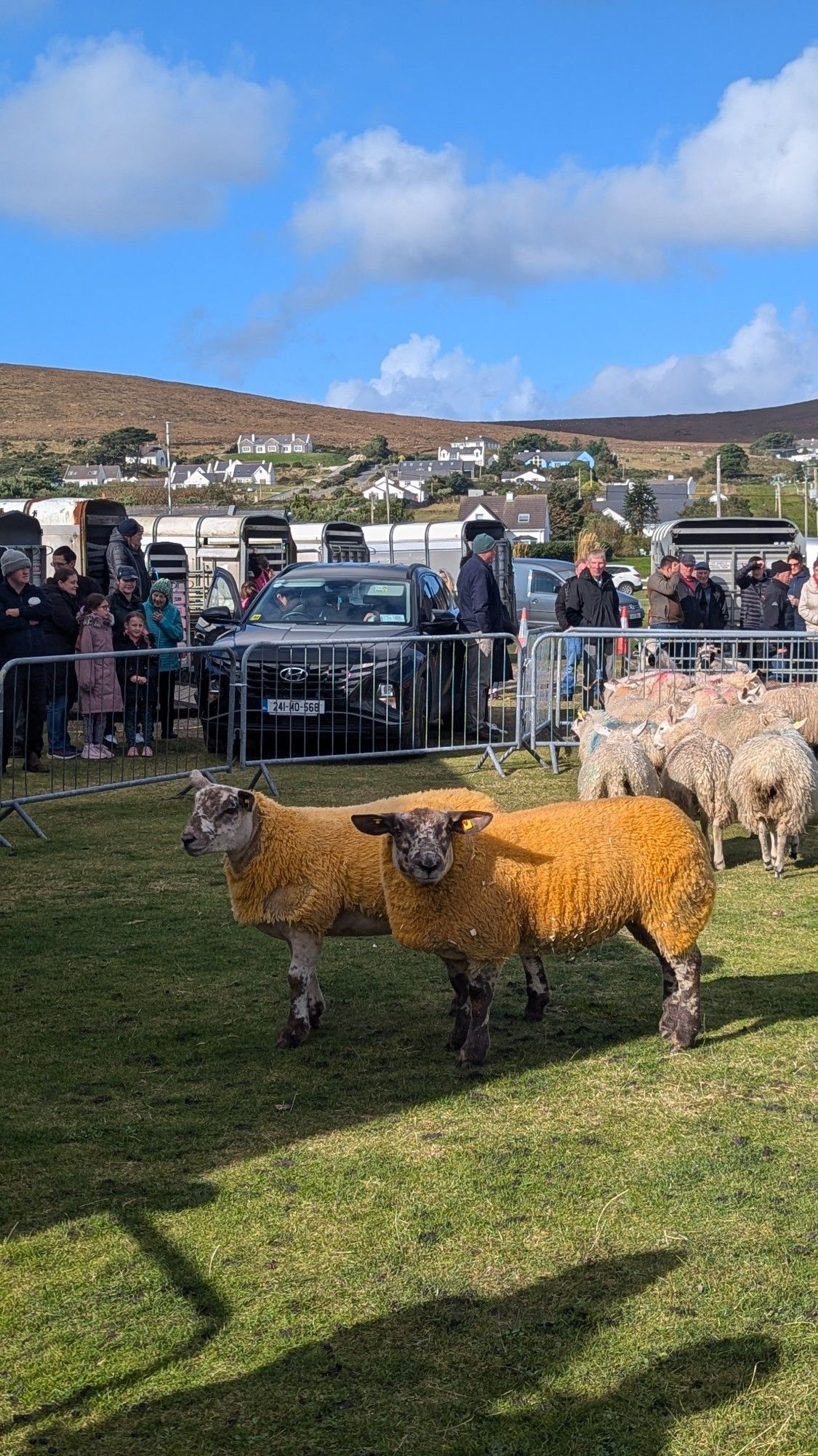 yellow sheeps. didn't even know that was an option. 