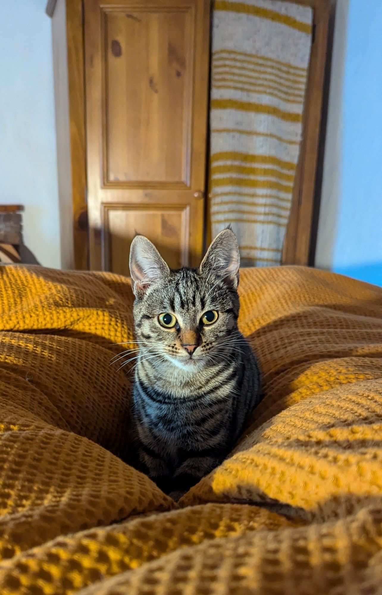 a kittens face saying 'you mean you've been giving me cat food when I could have been eating bacon this whole time??'