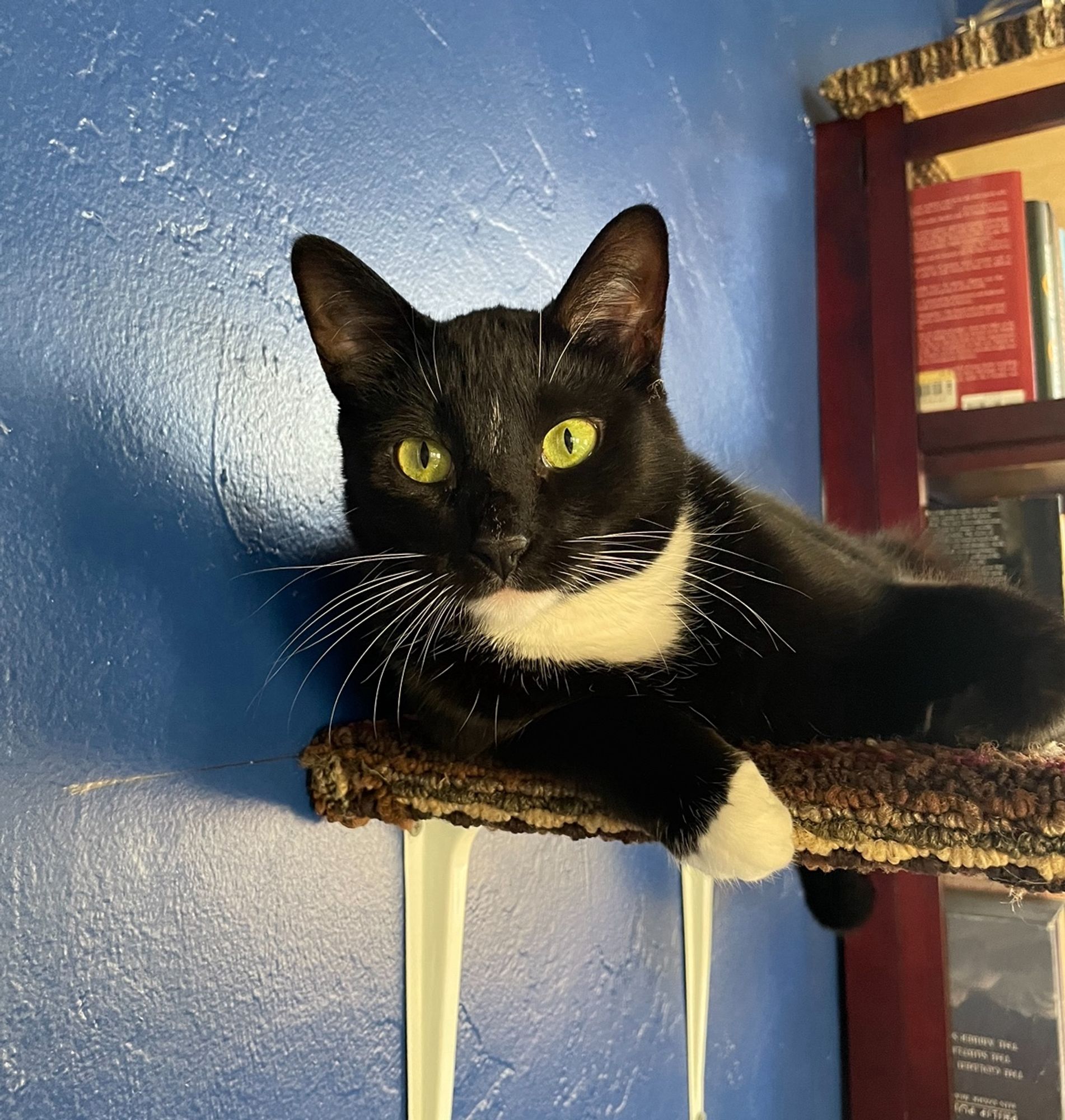 Tuxedo cat on a wall shelf